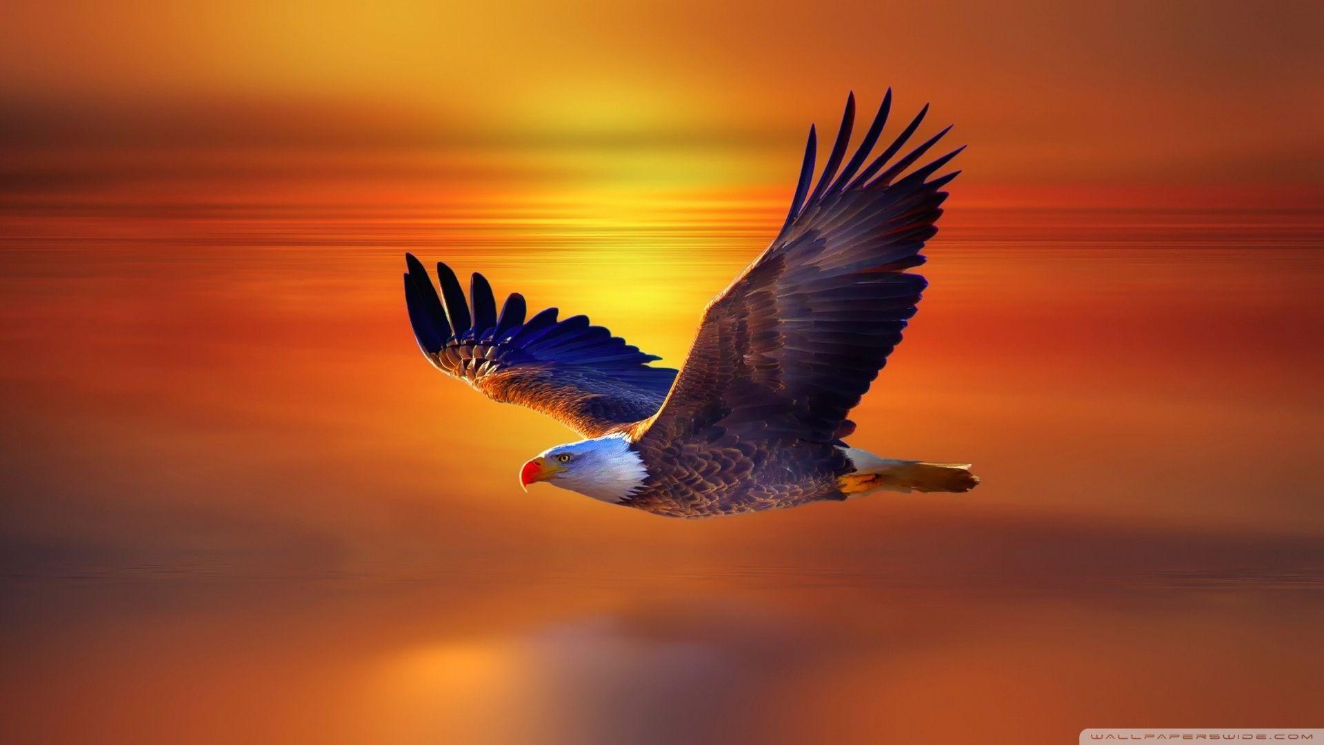 1920x1080 Eagle Bird Ultra HD Desktop Background Wallpaper for 4K UHD TV : Widescreen & UltraWide Desktop & Laptop : Tablet