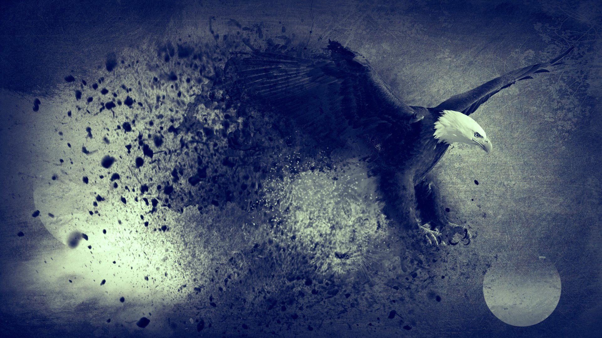 1920x1080 Photo bird Eagles Animals 1920x1080