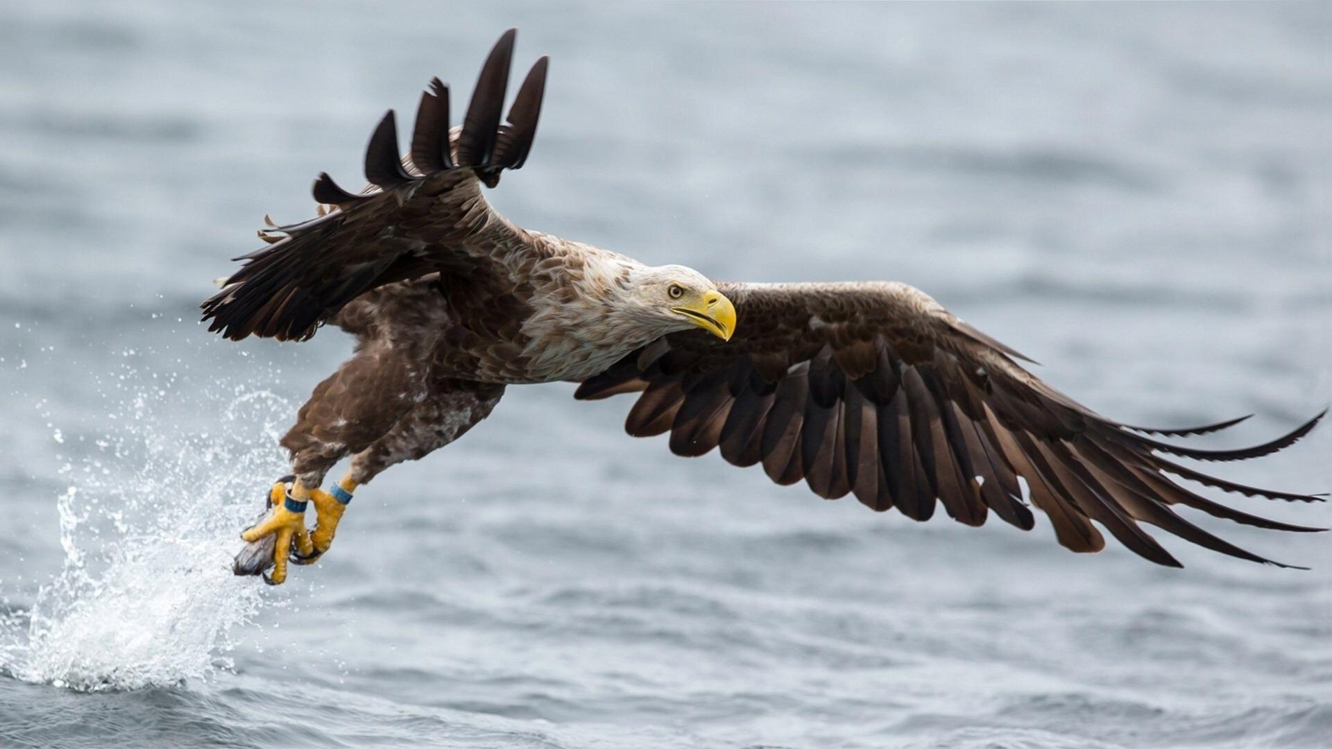 1920x1080 Eagle Wallpaper