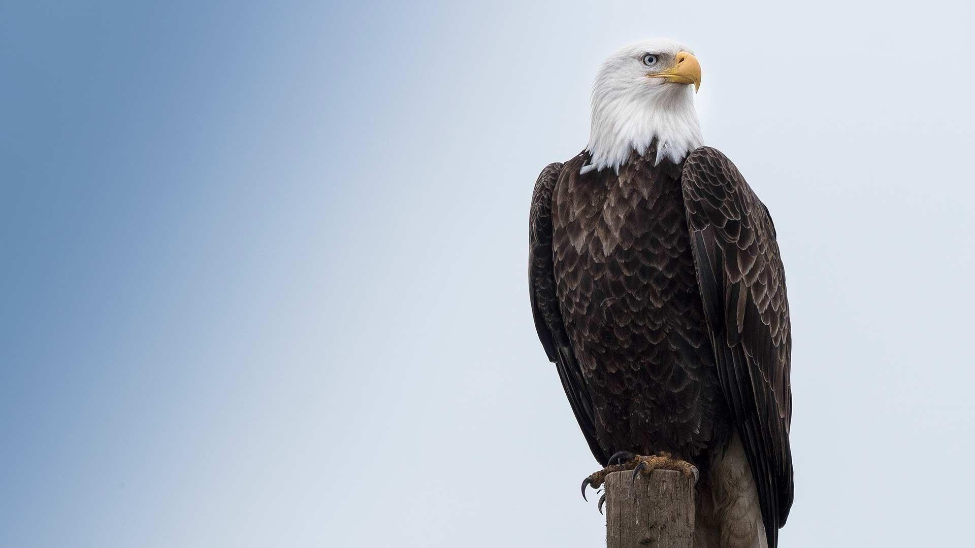 1920x1080 Eagle Wallpaper