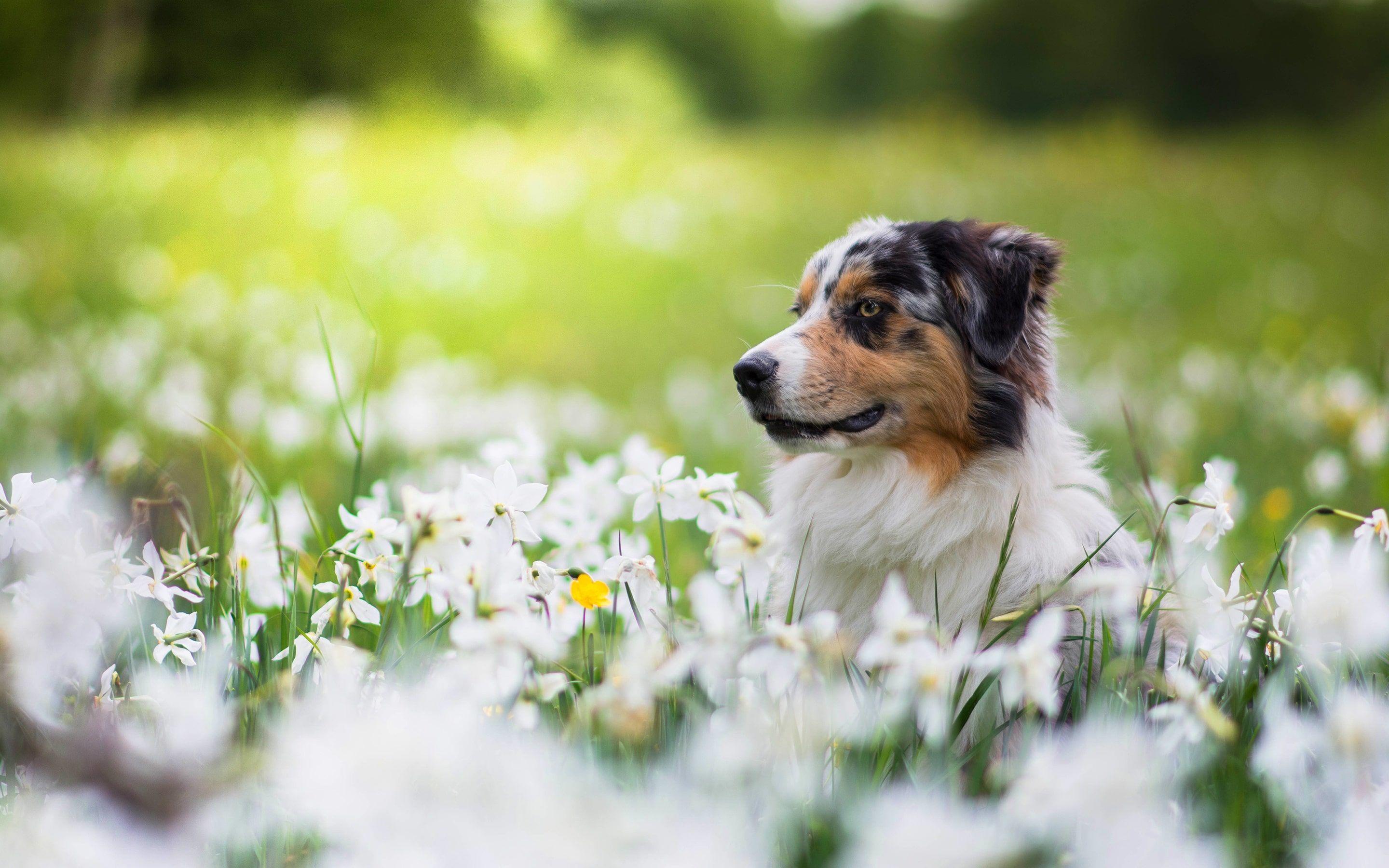 Spring Dogs Wallpapers - Top Free Spring Dogs Backgrounds - WallpaperAccess