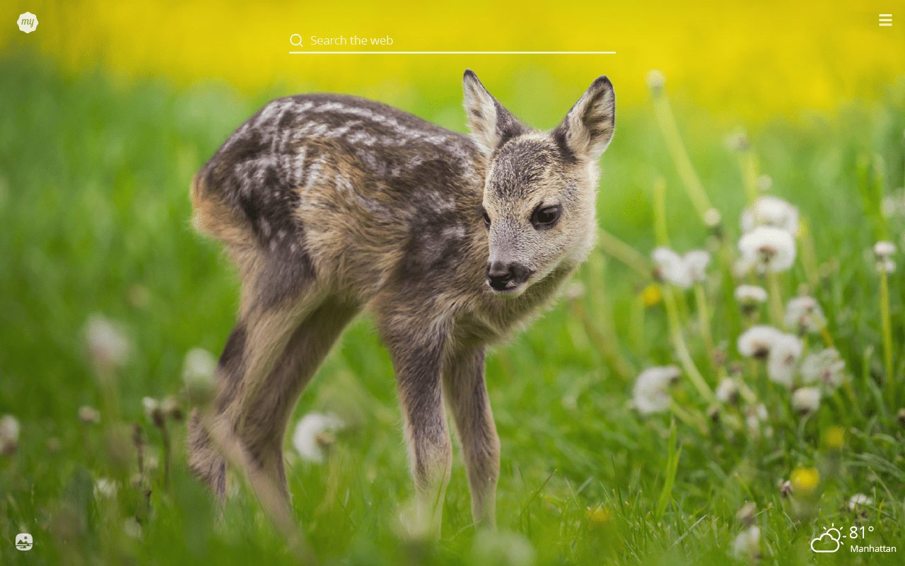 1280x800 My Spring Animals HD Wallpaper New Tab Theme