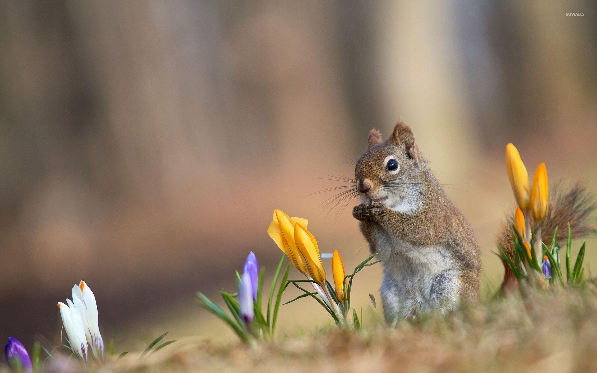 1920x1200 Squirrel between crocuses wallpaper wallpaper