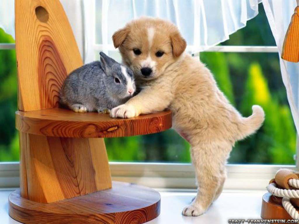 1024x768 Spring Wallpaper with Animals