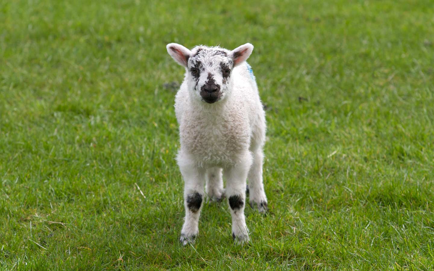 1440x900 Animals Spring Lamb 138459 Wallpaper wallpaper