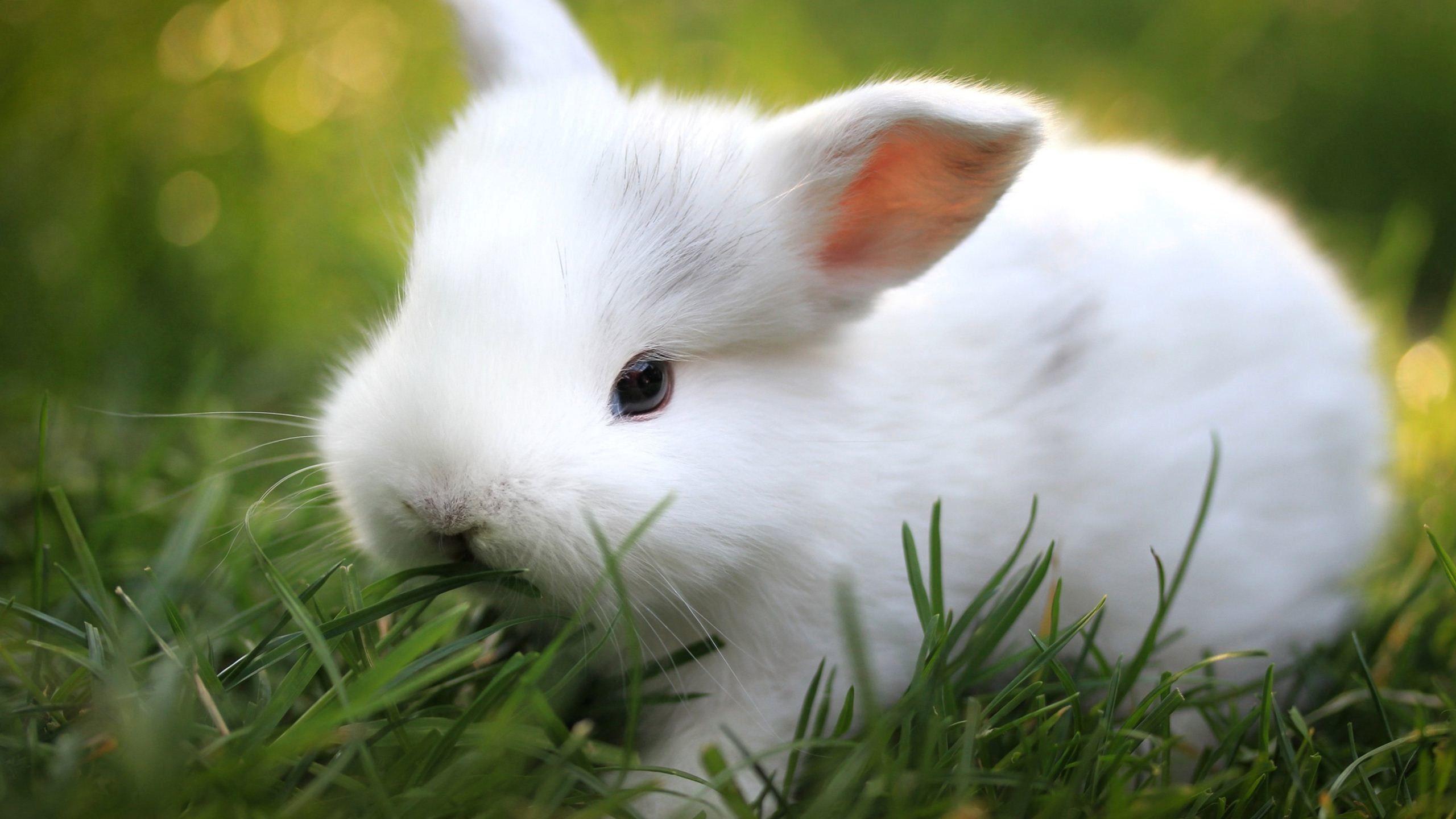 2560x1440 Bunny Wallpaper