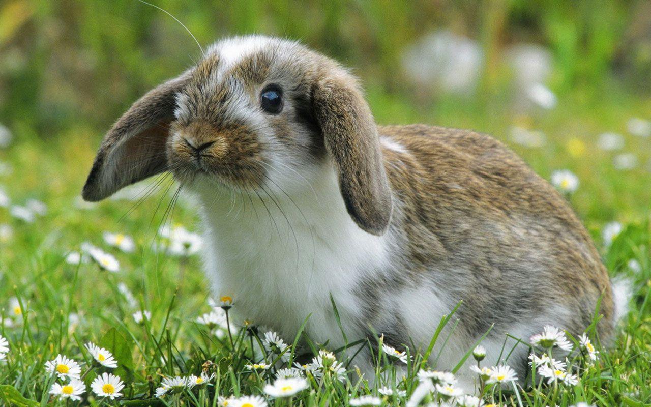 1280x800 Beautiful Bunny Rabbits Wallpaper