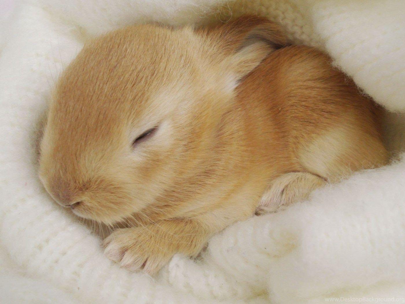 1400x1050 Wallpaper Cute Photo: Cute Bunny Wallpaper Desktop Background