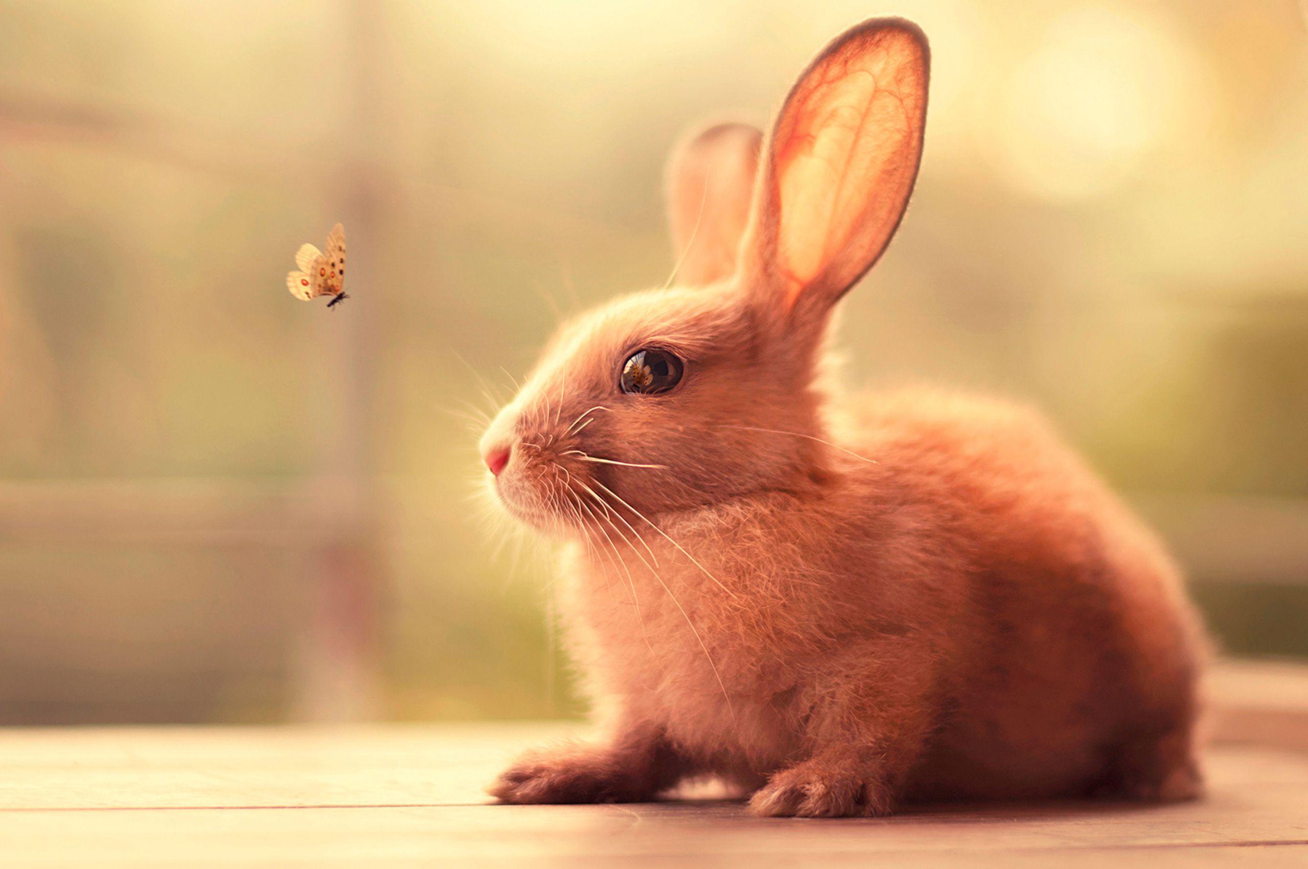 2560x1700 Bunny Cute Chromebook Pixel HD 4k Wallpaper, Image, Background, Photo and Picture