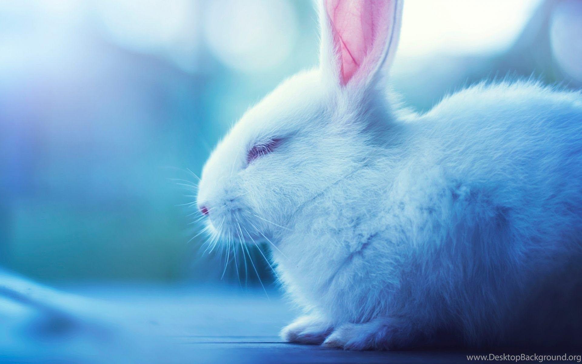 1920x1200 Free Bunny Wallpaper