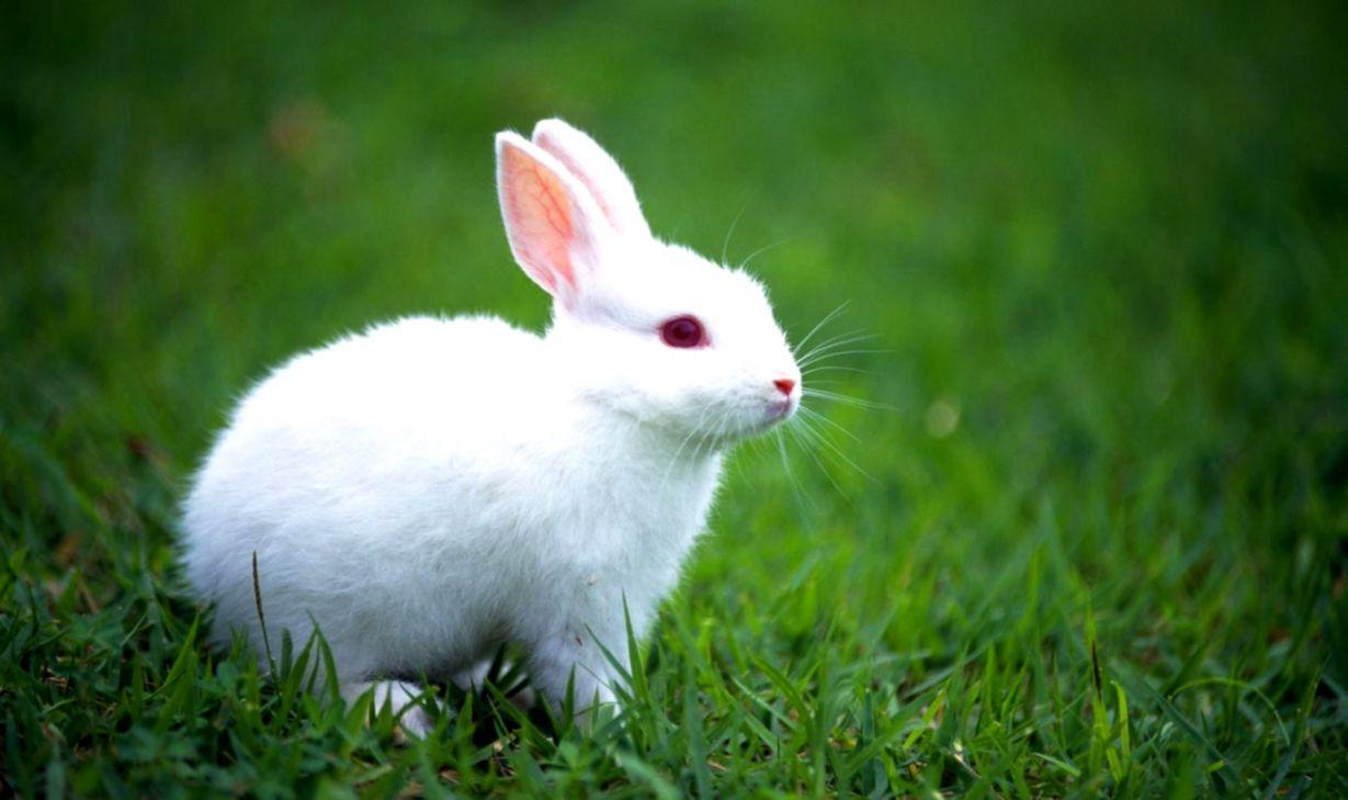 1229x729 Cute Bunny Wallpaper