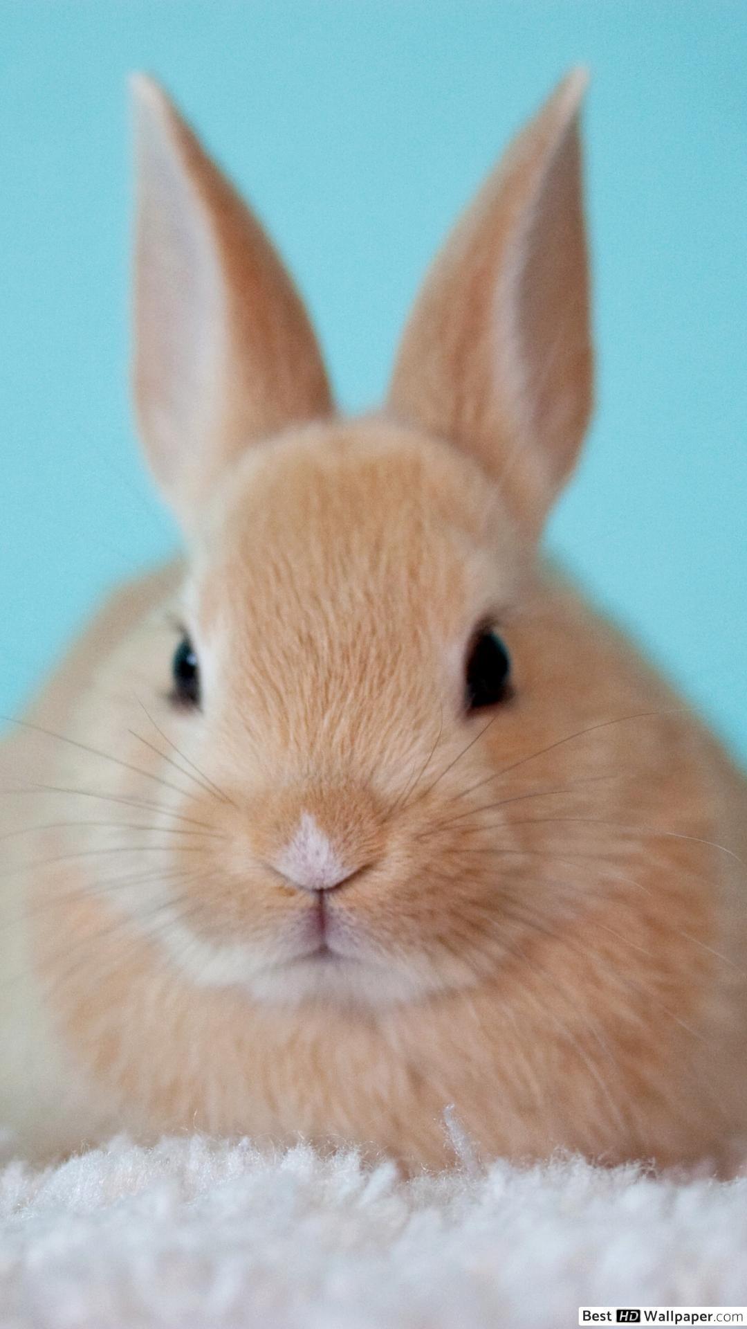 1080x1920 Adorable brown Easter bunny HD wallpaper download