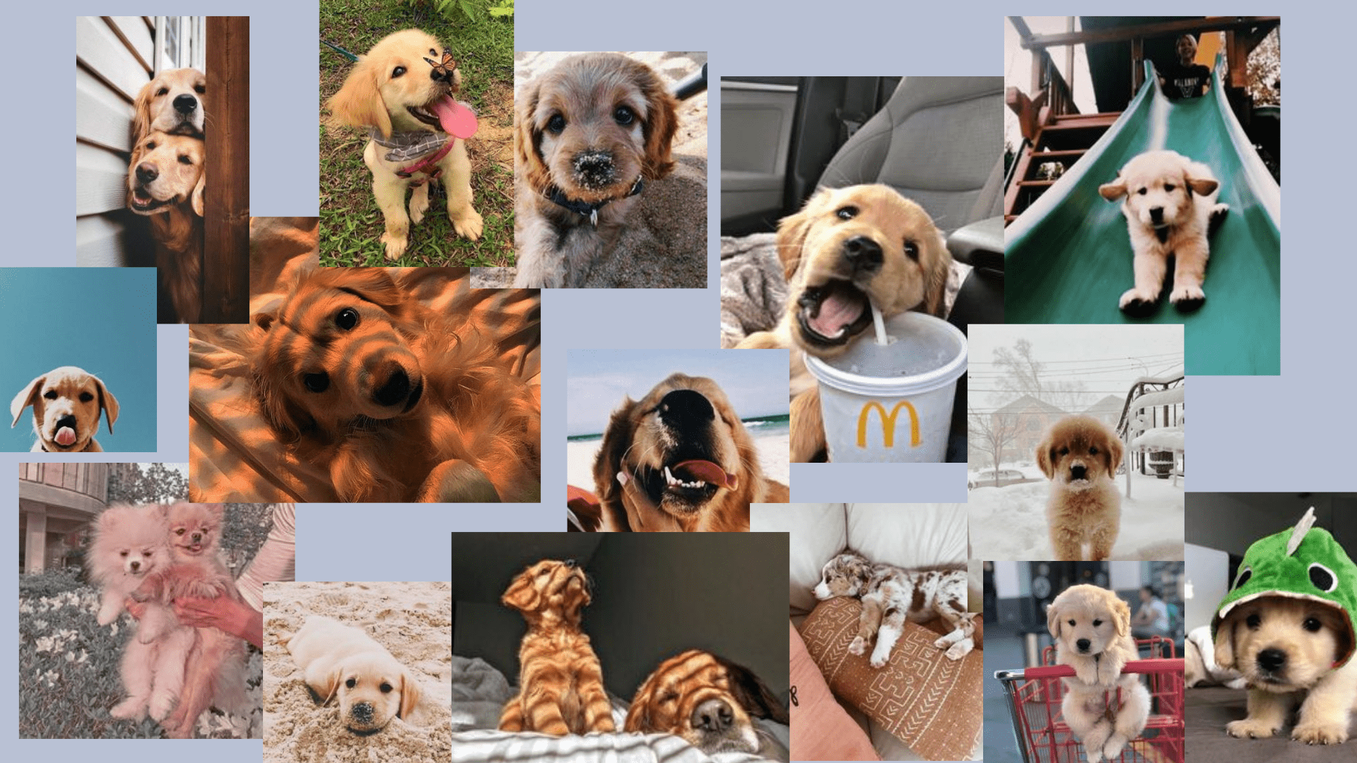 Cute Dog Aesthetic Wallpapers  Wallpaper Cave
