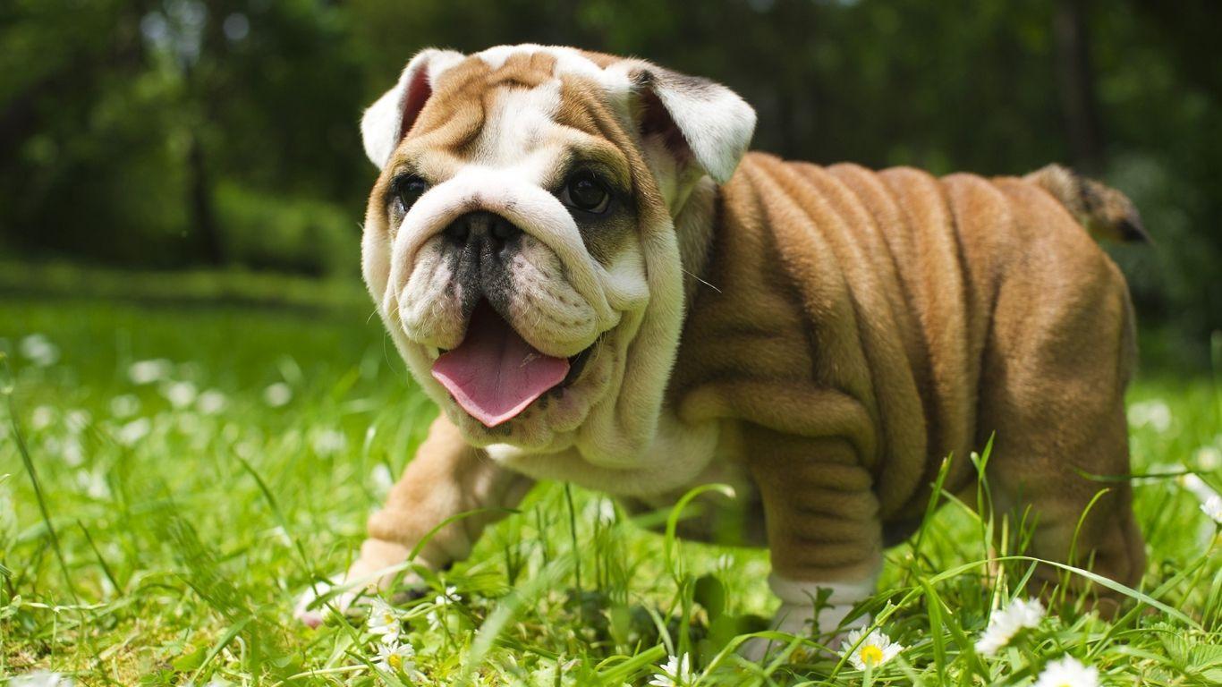 1366x768 Animal Wallpaper Download. Beautiful Bird Wallpaper HD Wallpaper. English bulldog dog, Bulldog puppies, Bulldog