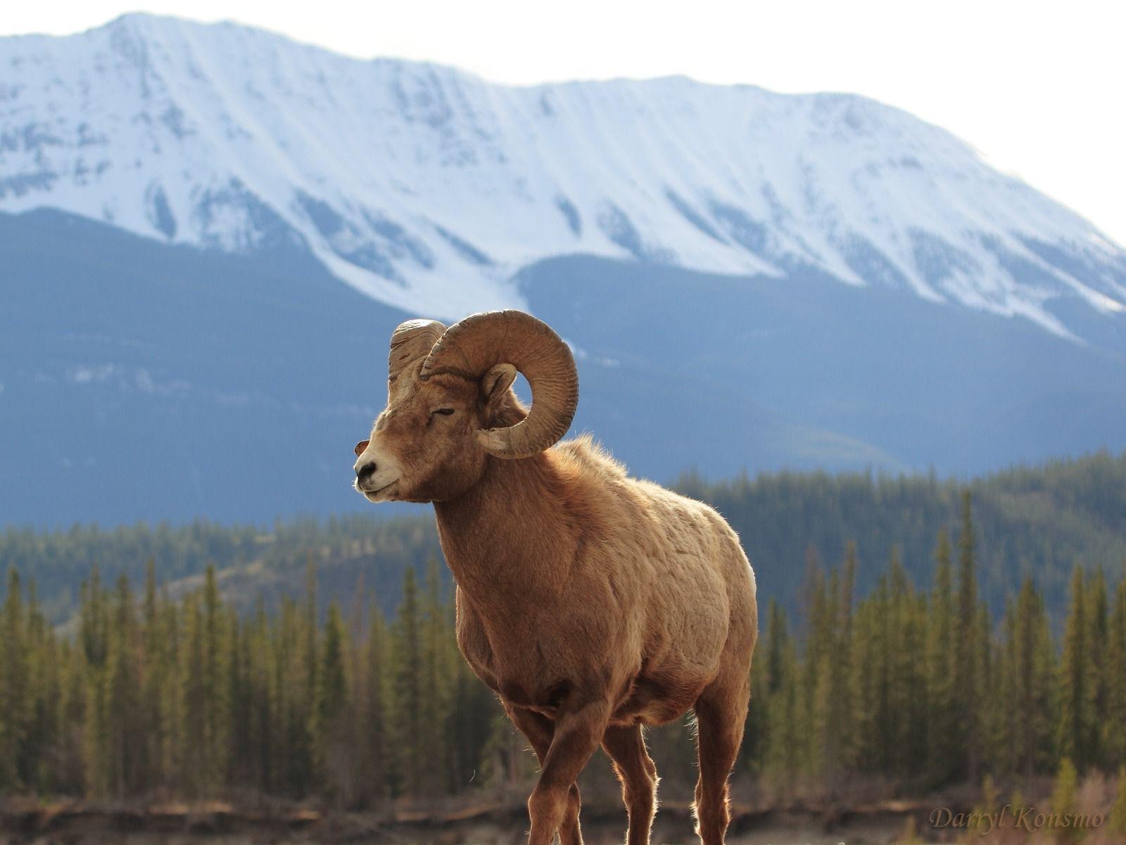 1600x1200 Bighorn Sheep HD Wallpaper