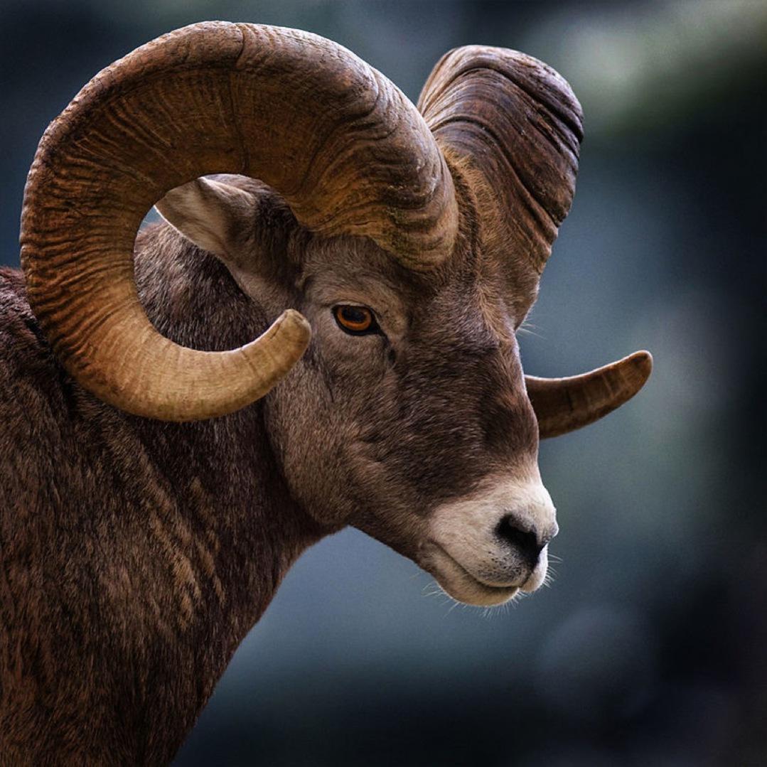 1079x1079 Bighorn Sheep Wallpaper Picture HD for Android