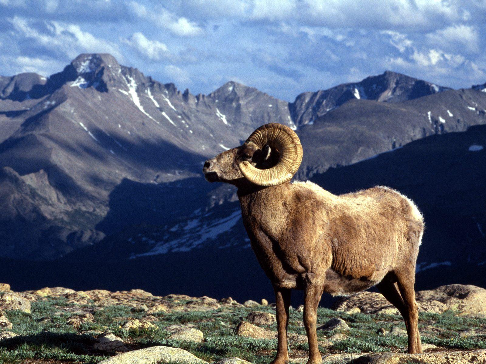 Rocky Mountain Bighorn Sheep Wallpapers - Top Free Rocky Mountain Bighorn  Sheep Backgrounds - WallpaperAccess