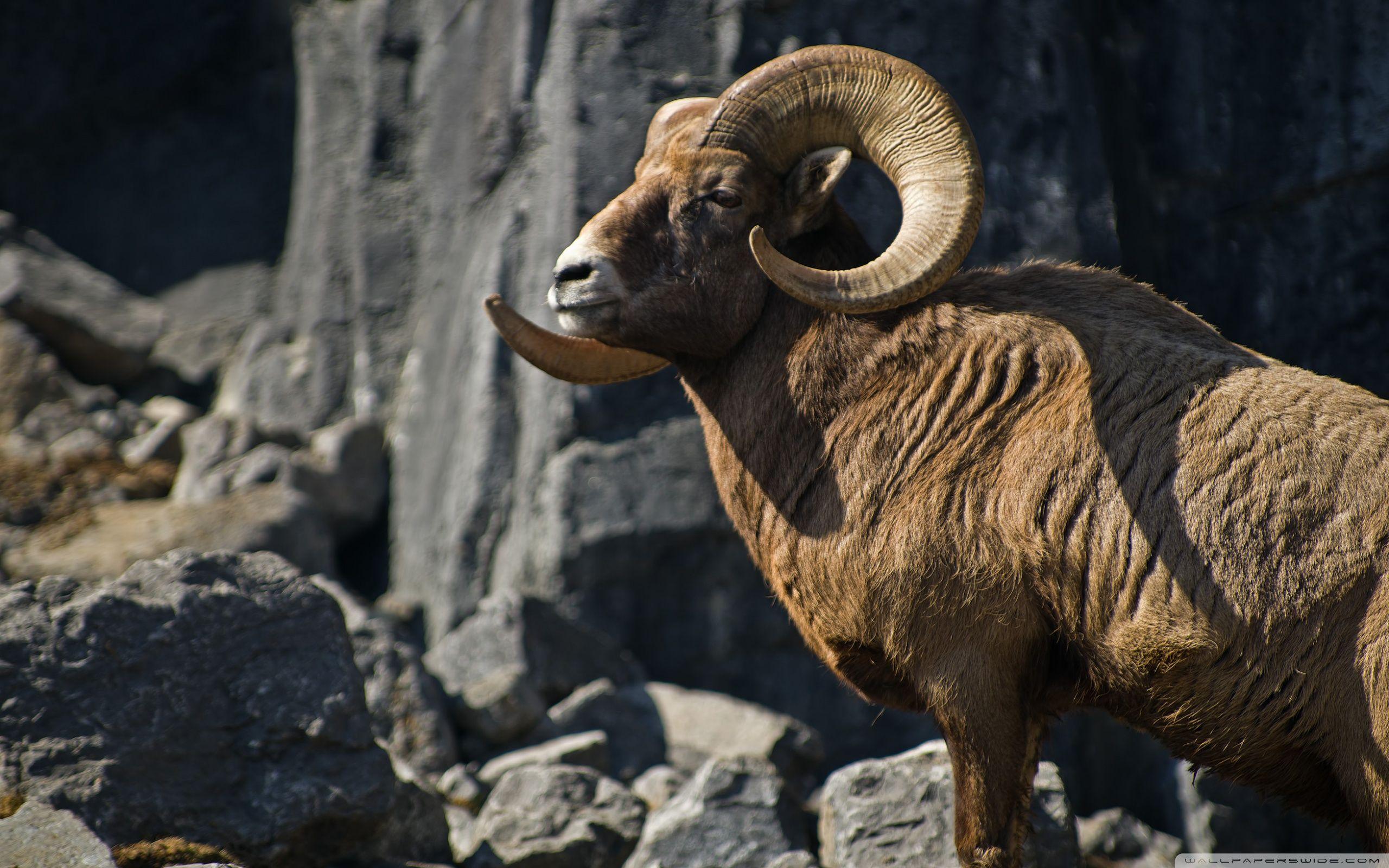 2560x1600 Bighorn Sheep Ultra HD Desktop Background Wallpaper for 4K UHD TV : Widescreen & UltraWide Desktop & Laptop : Tablet