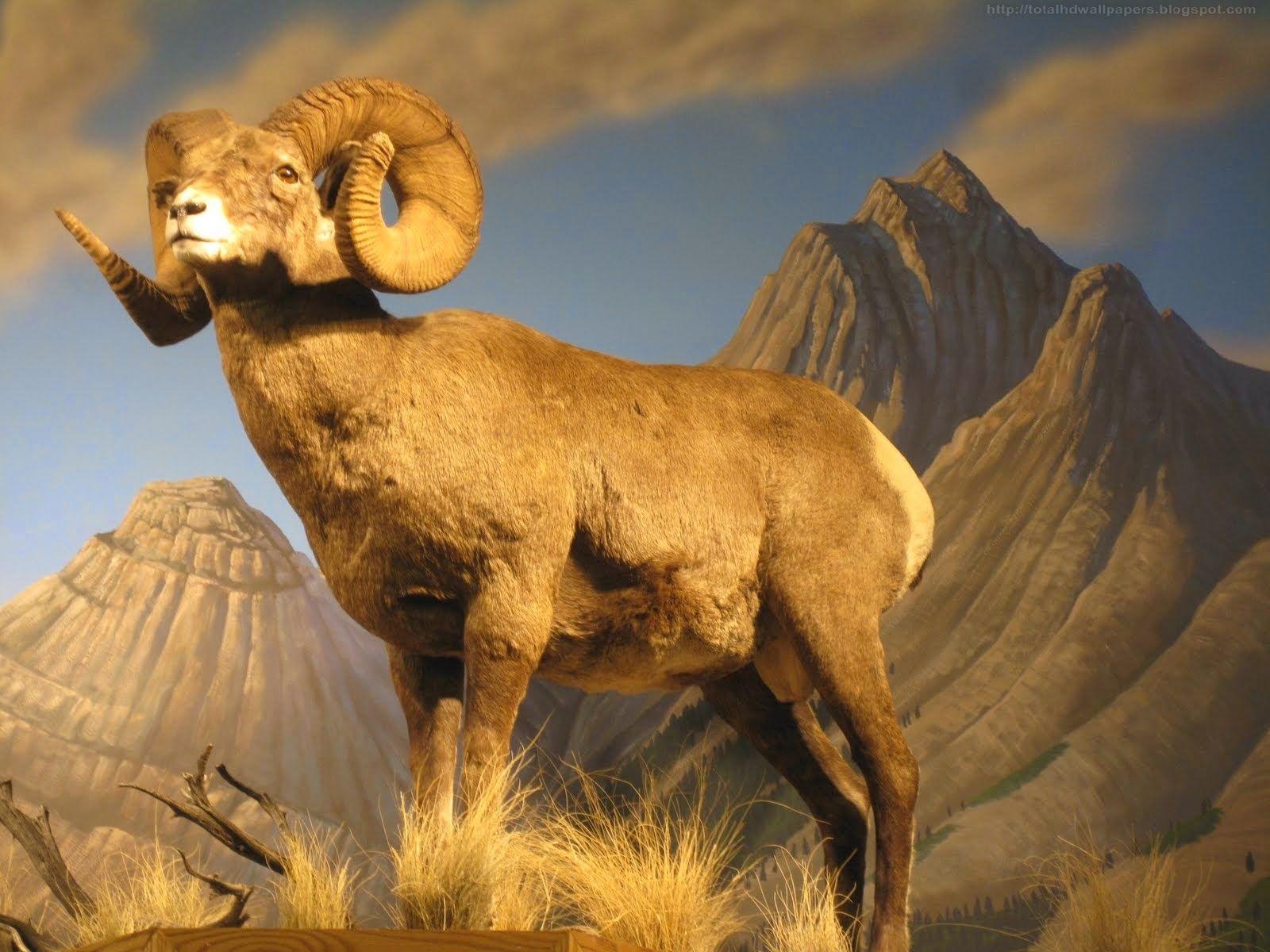 1600x1200 bighorn sheep desktop background HD wallpaper download bighorn sheep 554 - Bighorn Sheep HD Wallpaper