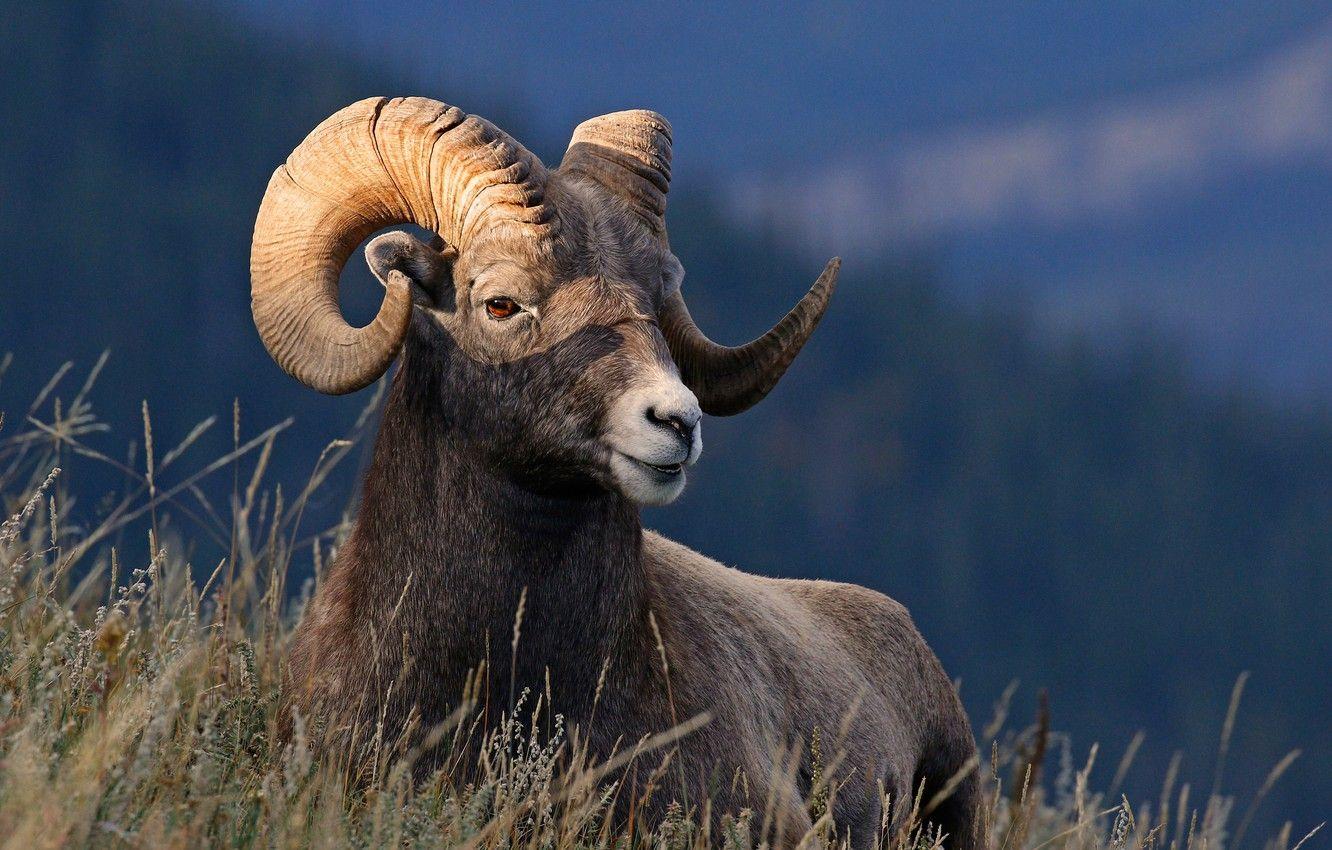 1332x850 Wallpaper grass, nature, horns, desert bighorn sheep image for desktop, section животные