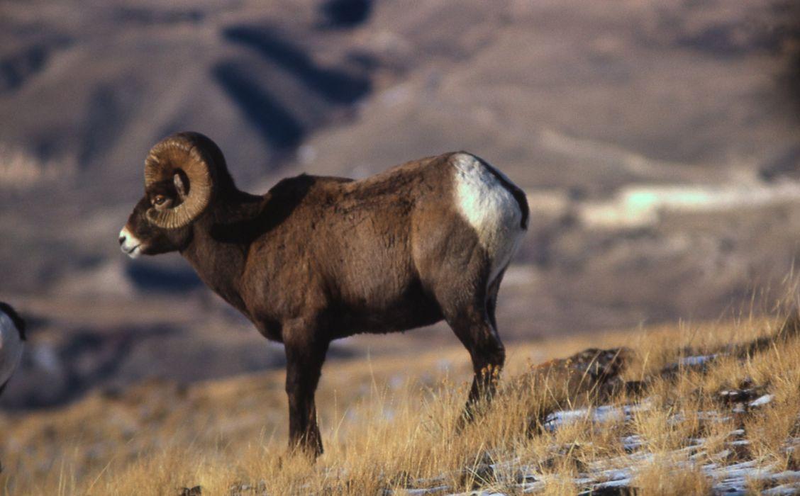 1128x700 Bighorn sheep wallpaperx1241