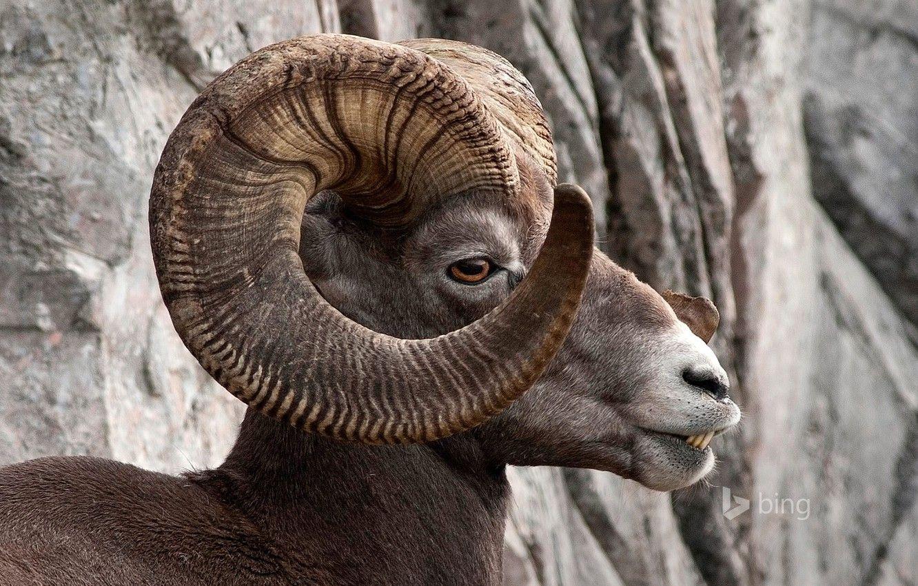 1332x850 Wallpaper mountains, Canada, horns, Albert, Kananaskis, bighorn sheep image for desktop, section животные