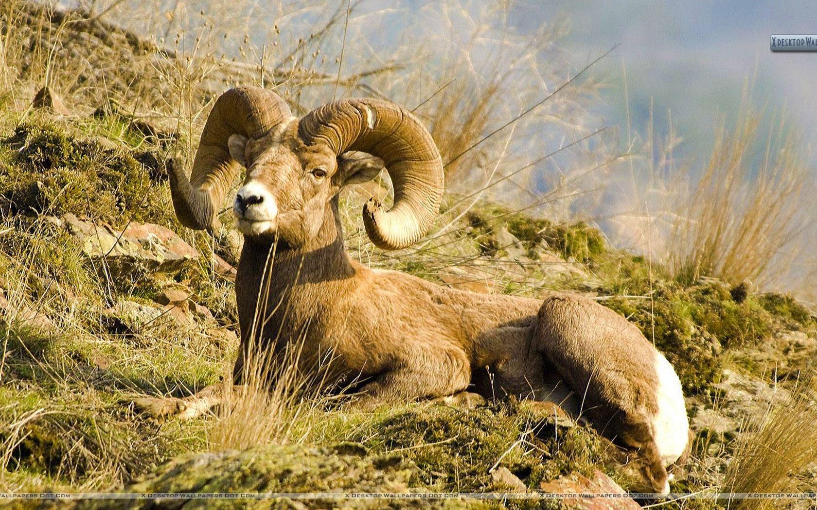1680x1050 Free download Rocky Mountain Bighorn Sheep Wallpaper [1920x1080] for your Desktop, Mobile & Tablet. Explore Bighorn Sheep Wallpaper for Computer. Free Christmas Wallpaper For Computer, Spring Wallpaper For Computer