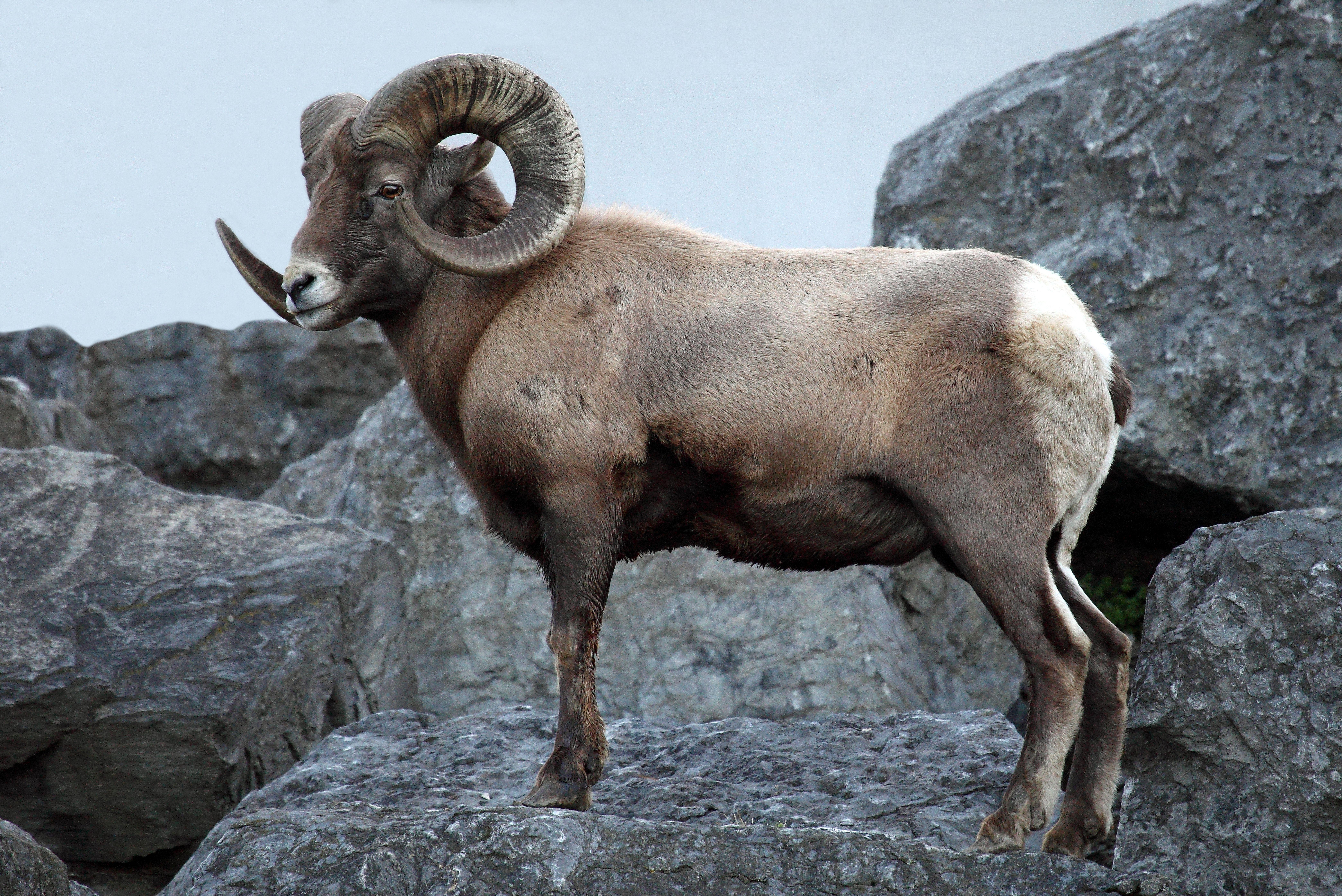 8354x5576 Free photo: Bighorn Sheep, Bighorn, Horn