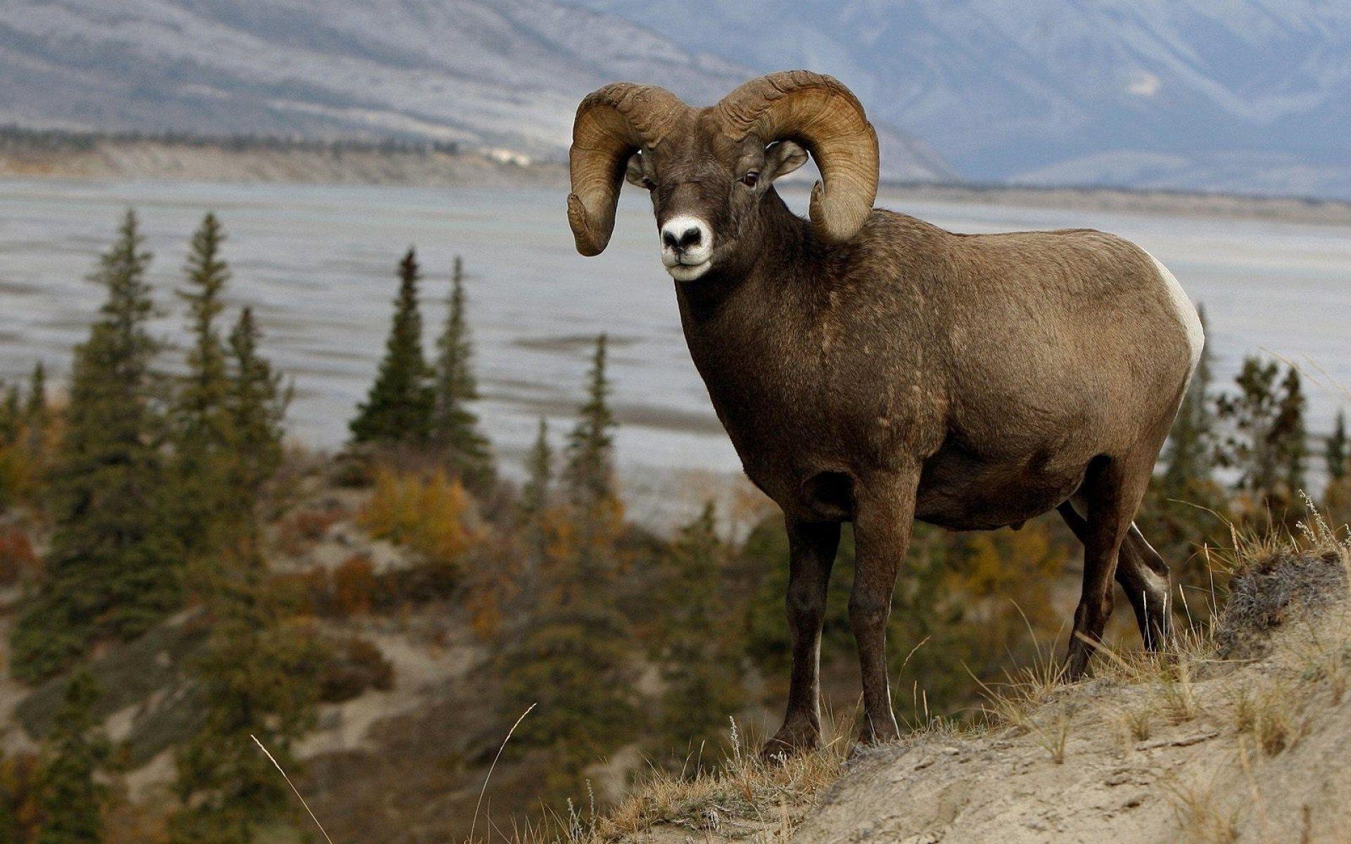 1920x1200 Title Mountain Sheep Animal Sheep Wallpaper Sheep Desktop HD Wallpaper