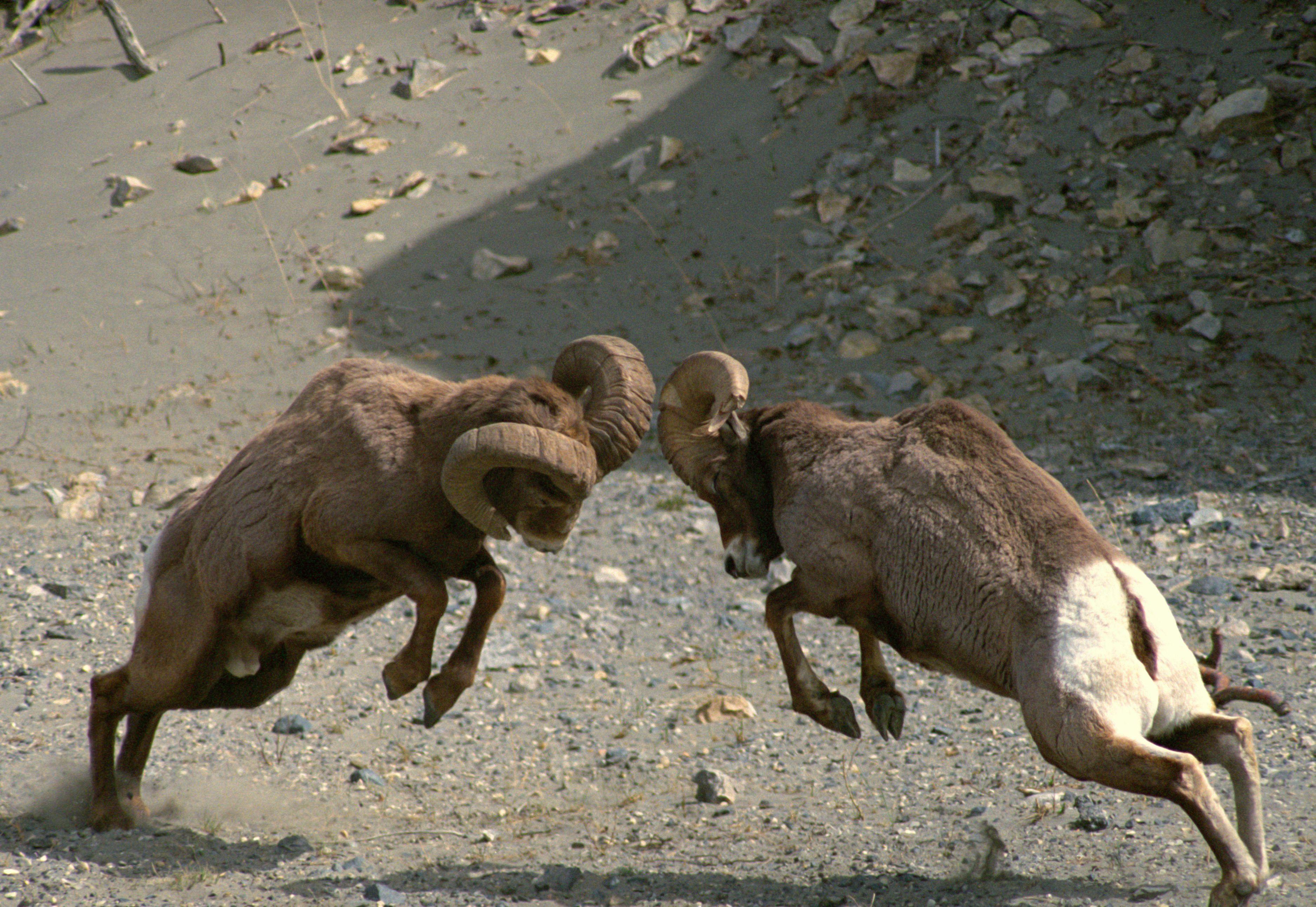 3750x2584 Sheep Wallpaper