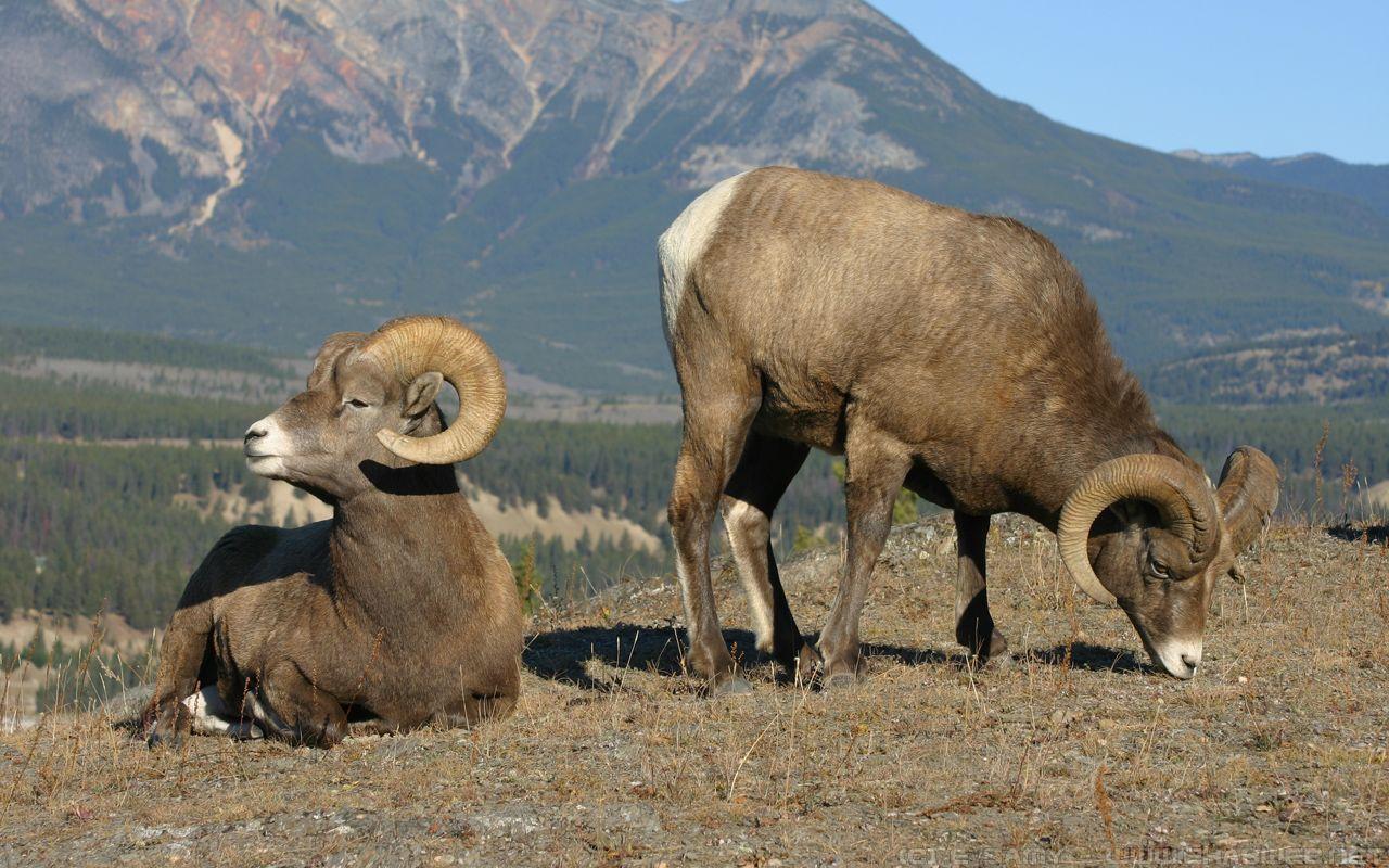 Bighorn Sheep Wallpapers - Top Free Bighorn Sheep Backgrounds ...