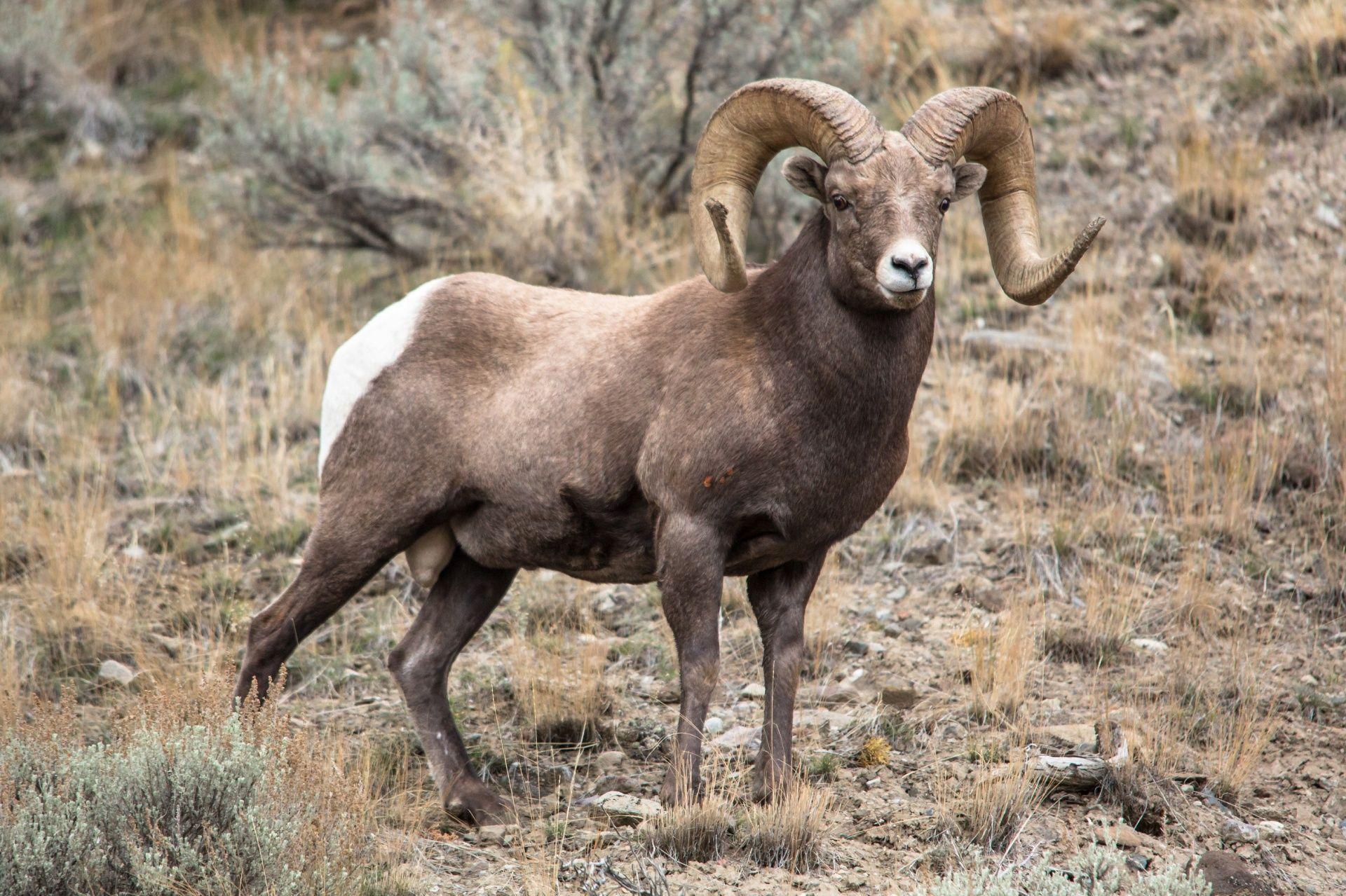1920x1279 Bighorn Sheep Free Domain Picture