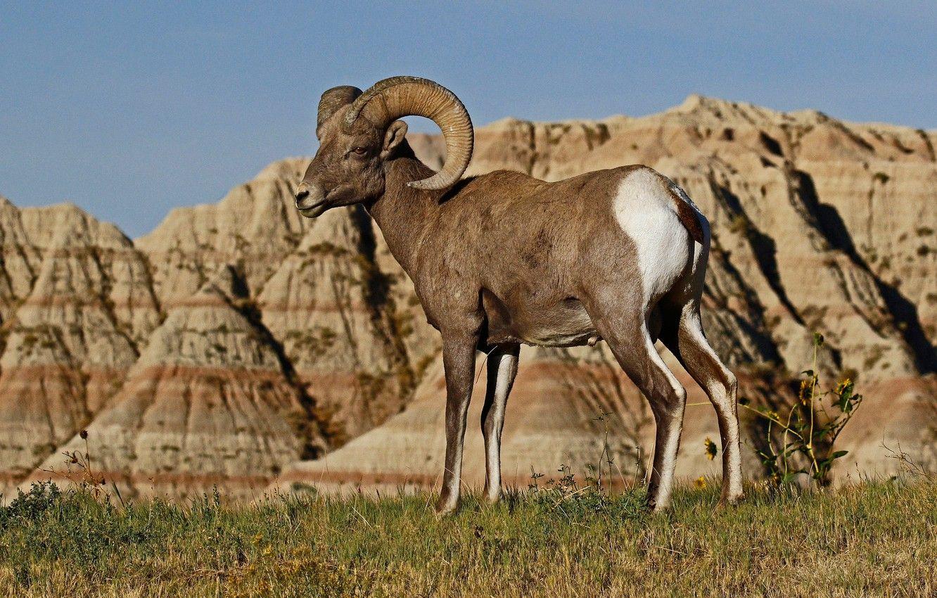 1332x850 Wallpaper mountains, nature, horns, RAM, desert bighorn sheep image for desktop, section животные