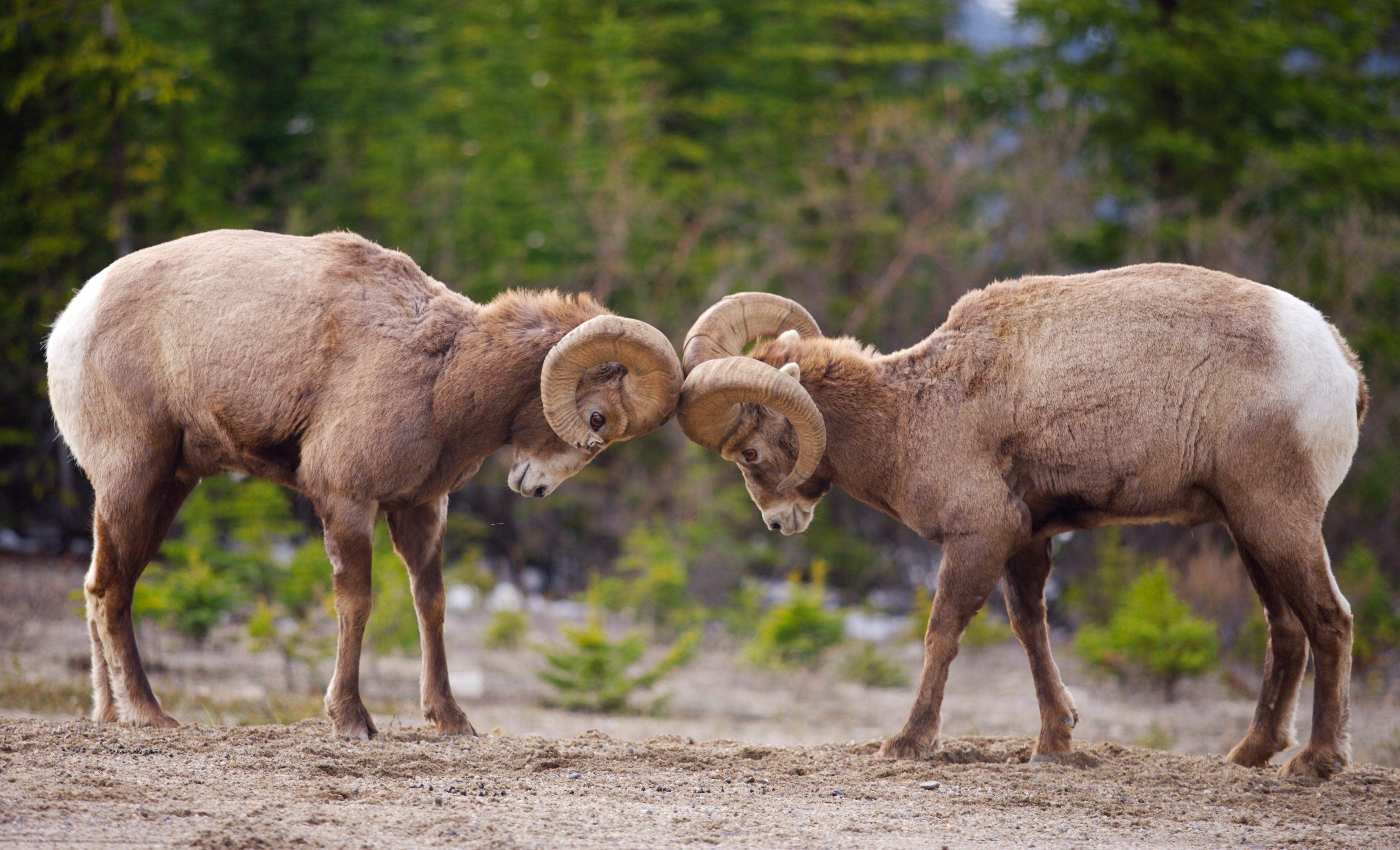 3500x2126 Bighorn Sheep [3500 x 2126]
