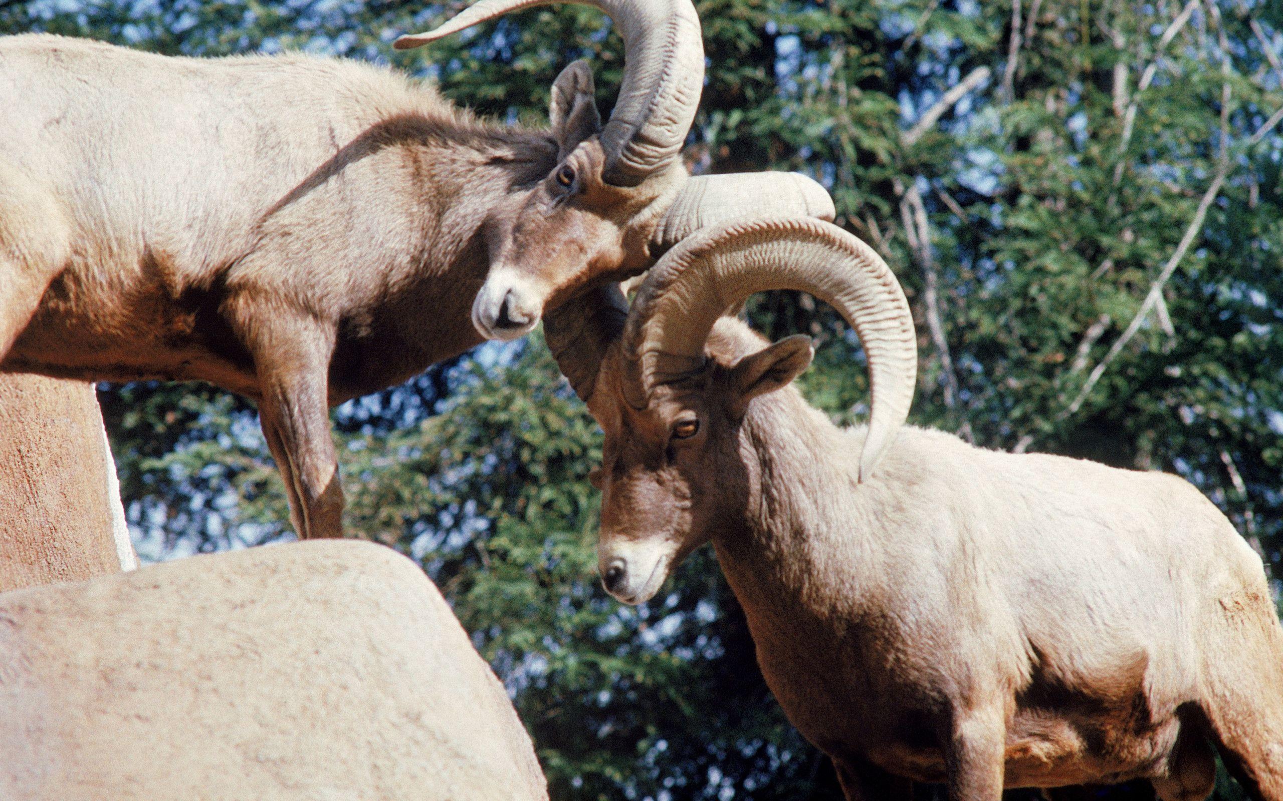 2560x1600 Animal Bighorn Sheep Wallpaper:2560x1600