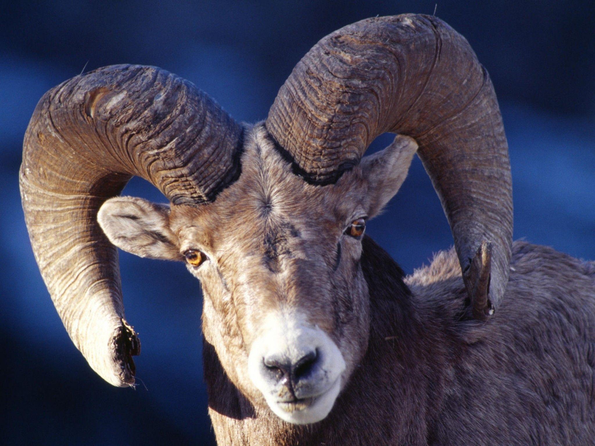2048x1536 Desert Bighorn Sheep Wallpaper. Free HD Downloads