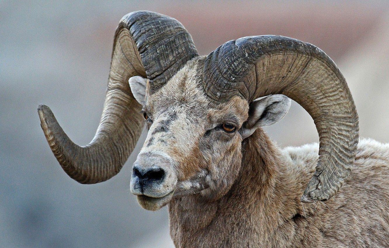 1332x850 Wallpaper horns, RAM, bighorn sheep image for desktop, section животные