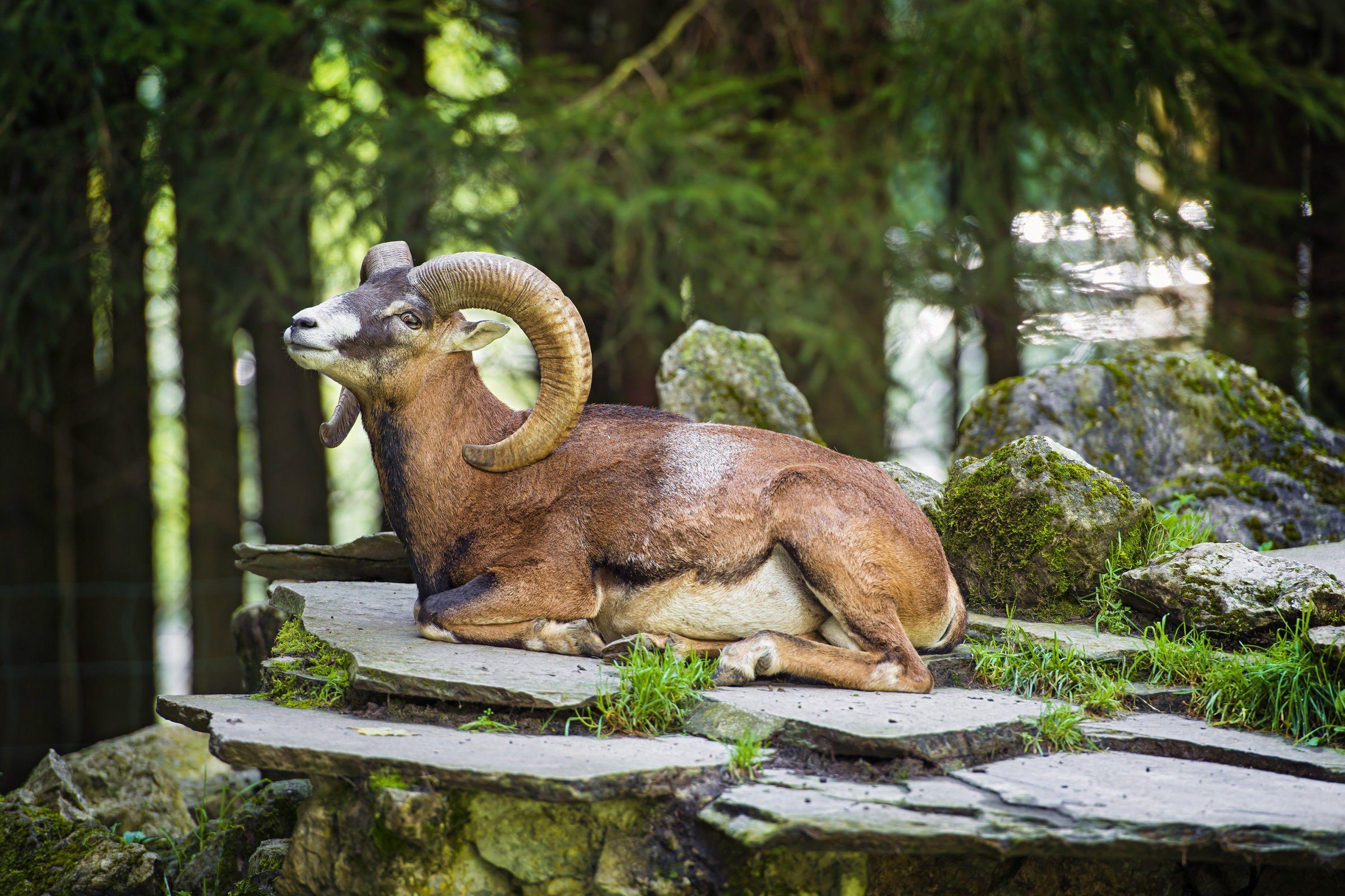 3000x2000 Animal Bighorn Sheep Wallpaper:3000x2000