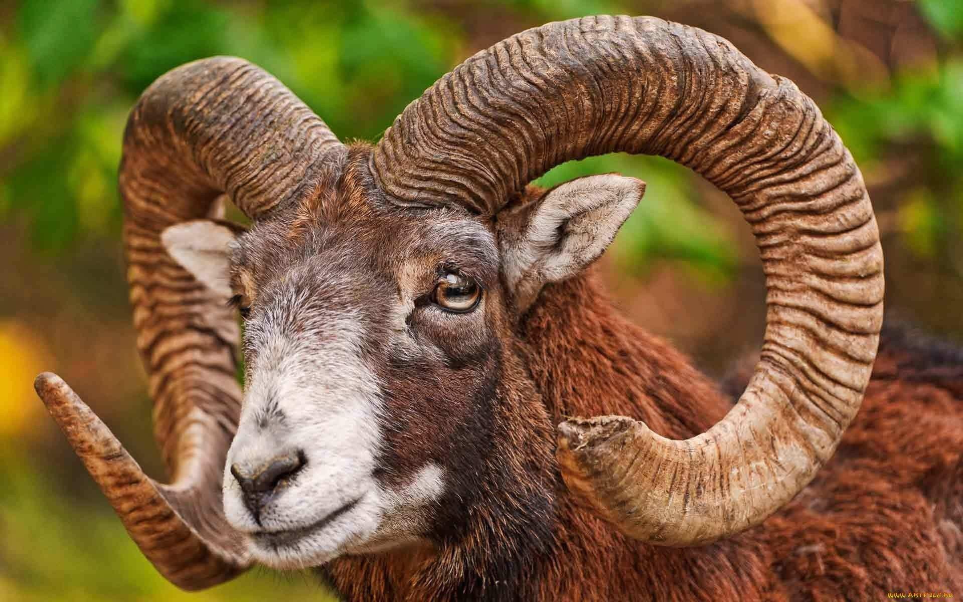1920x1200 Bighorn Sheep wallpaper 1920x1200 desktop background