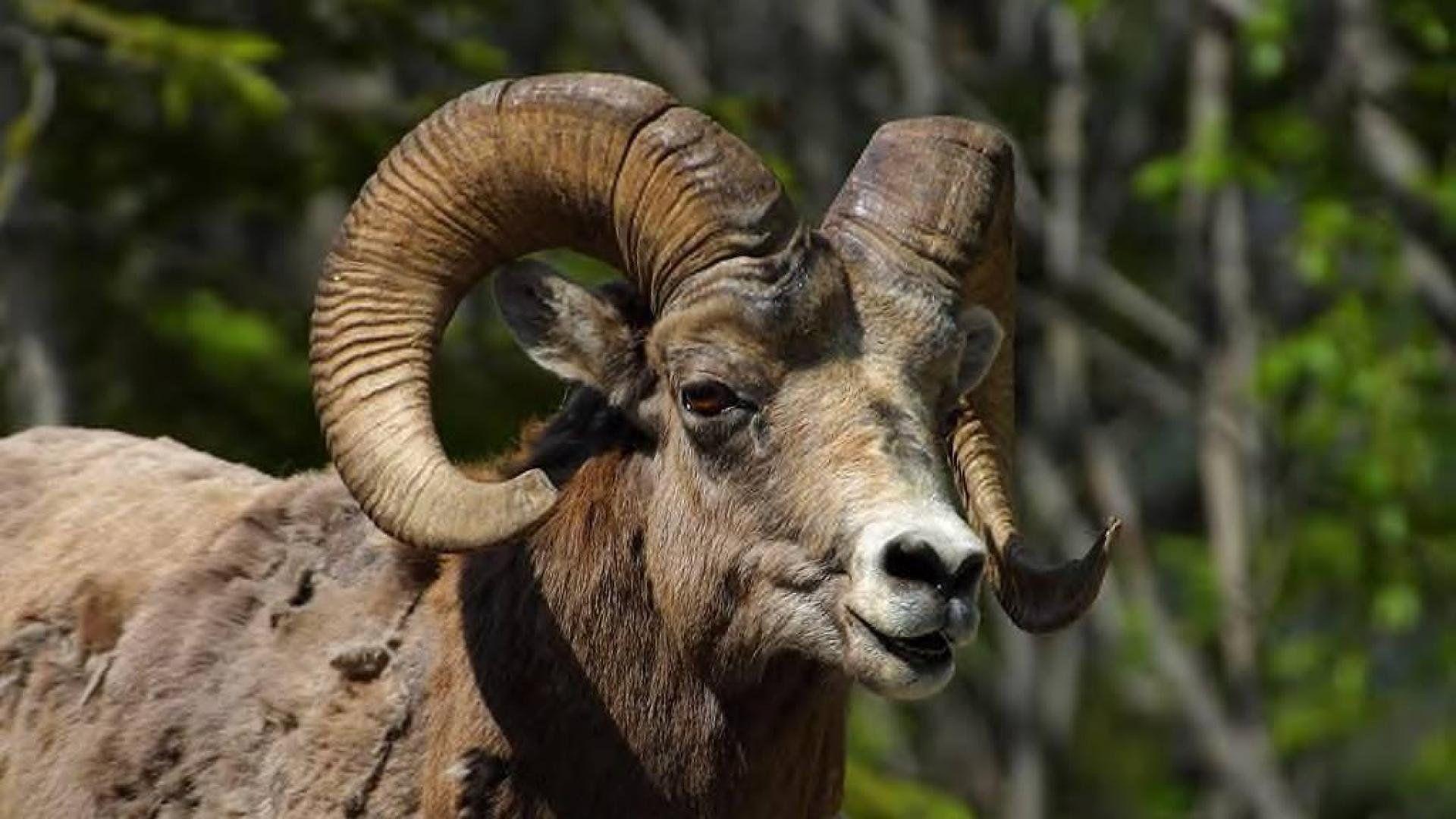 1920x1080 Bighorn sheep wallpaperx1080