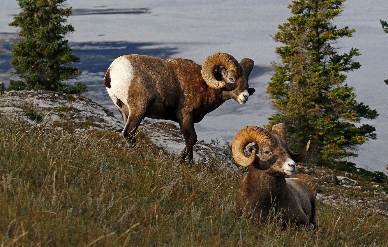 1332x850 Wallpaper nature, Canada, horns, RAM, bighorn sheep image for desktop, section животные