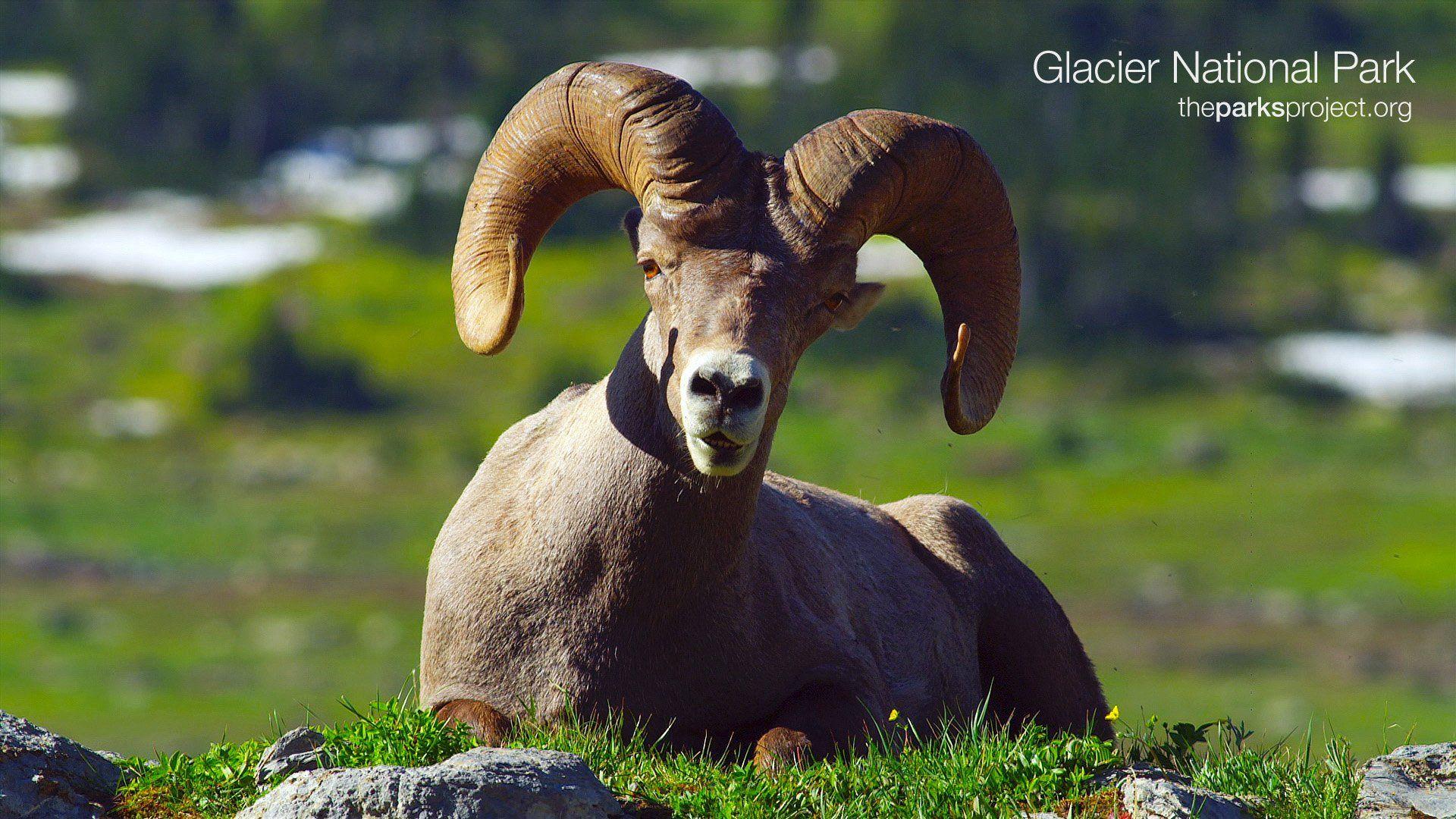 1920x1080 Bighorn sheep wallpaperx1080