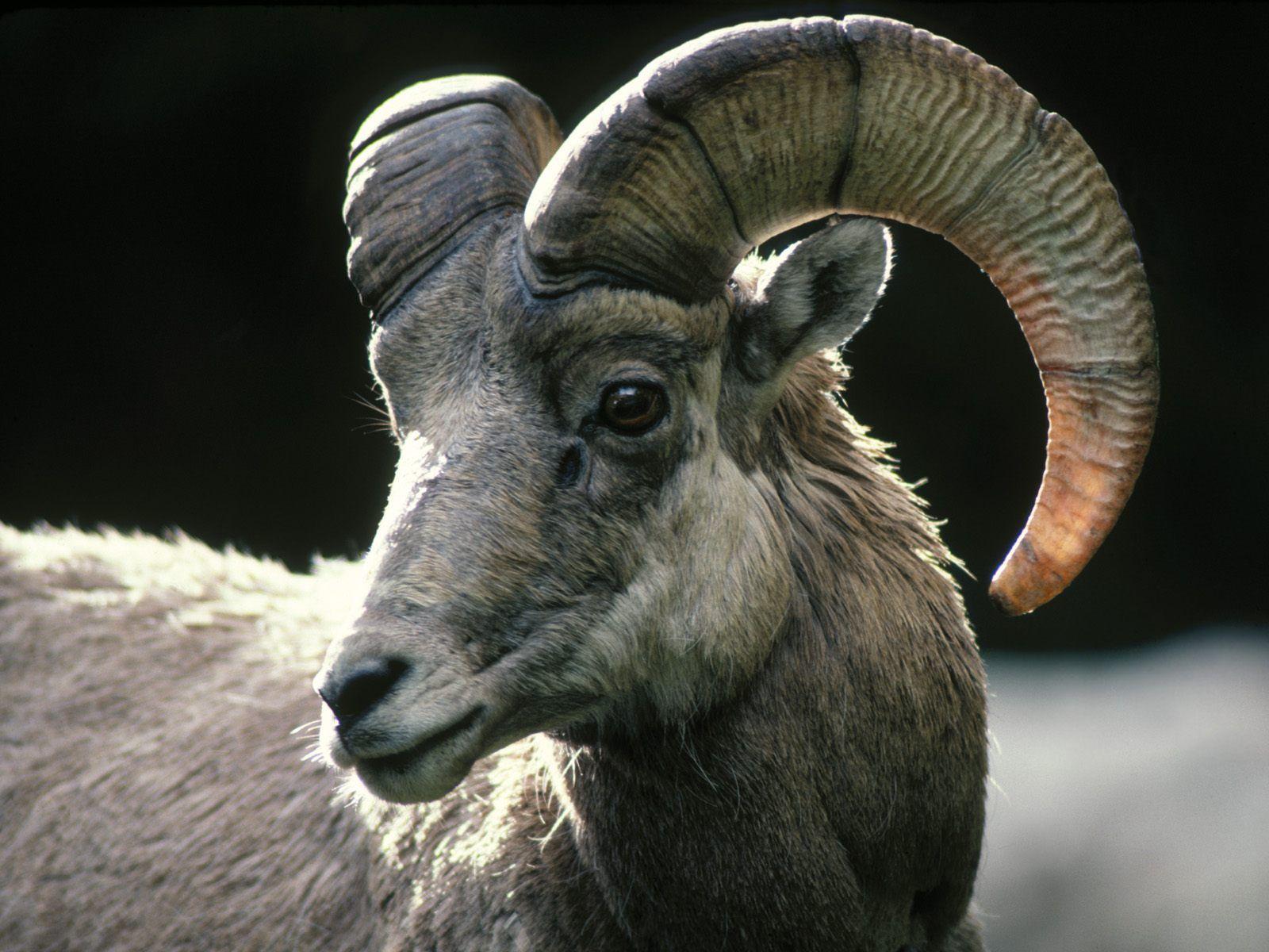 1600x1200 Rocky Mountain Bighorn Sheep Colorado