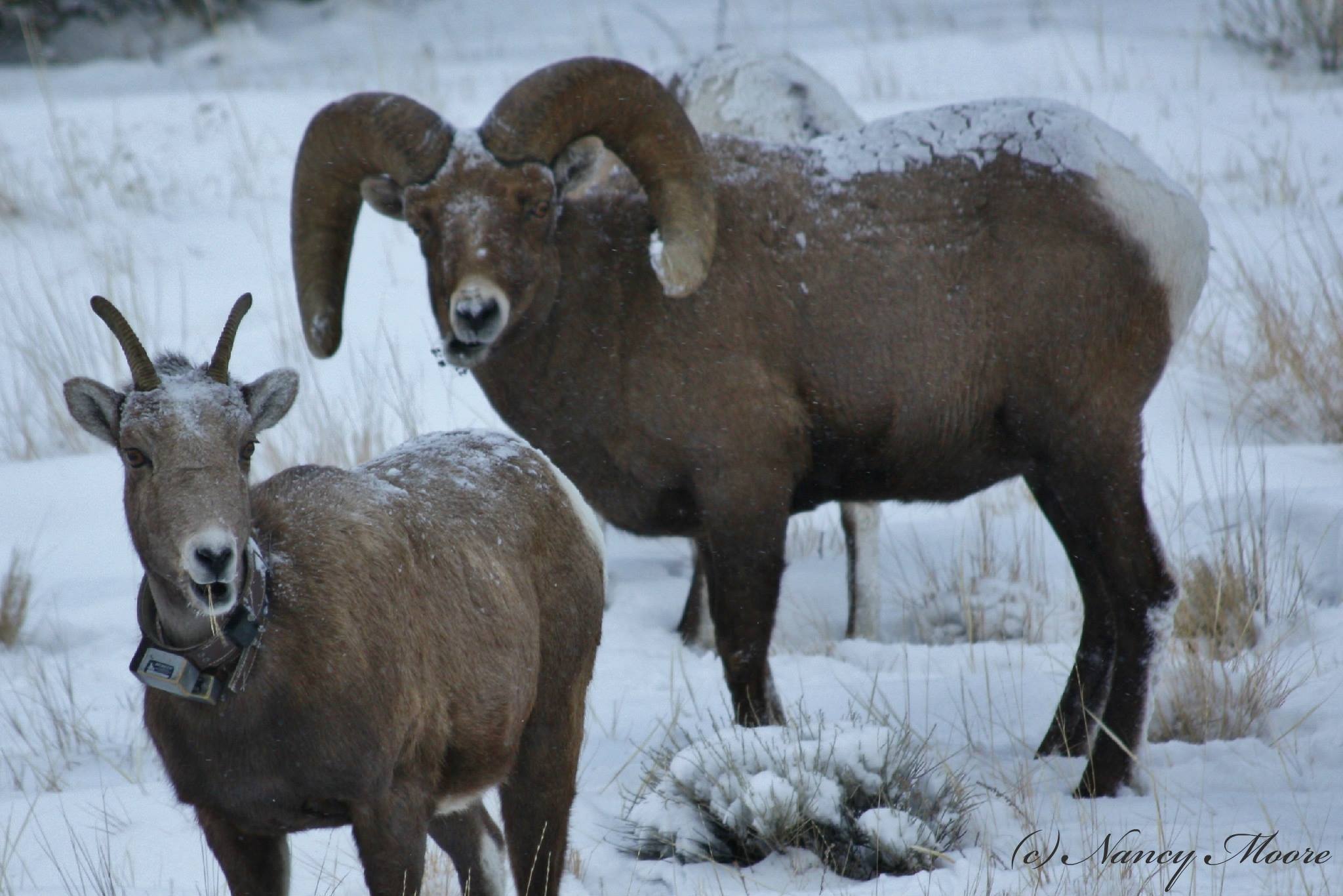 2048x1366 bighorn sheep picture bighorn sheep top of mountain bighorn sheep 1140 - Bighorn Sheep HD Wallpaper