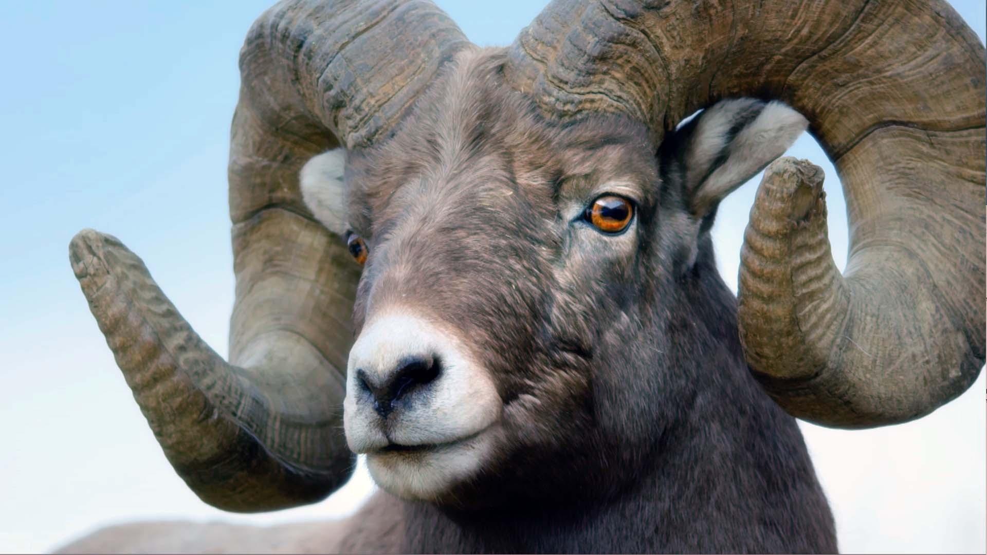 Bighorn Sheep Wallpapers Top Free Bighorn Sheep Backgrounds