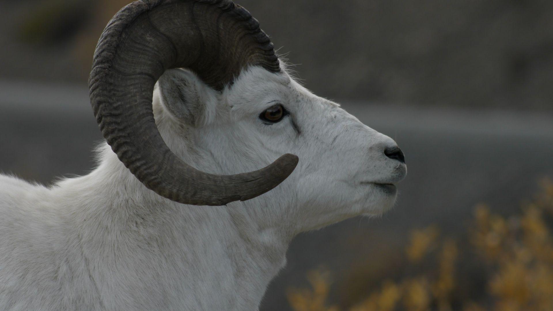 1920x1080 Bighorn Sheep Free Domain Picture