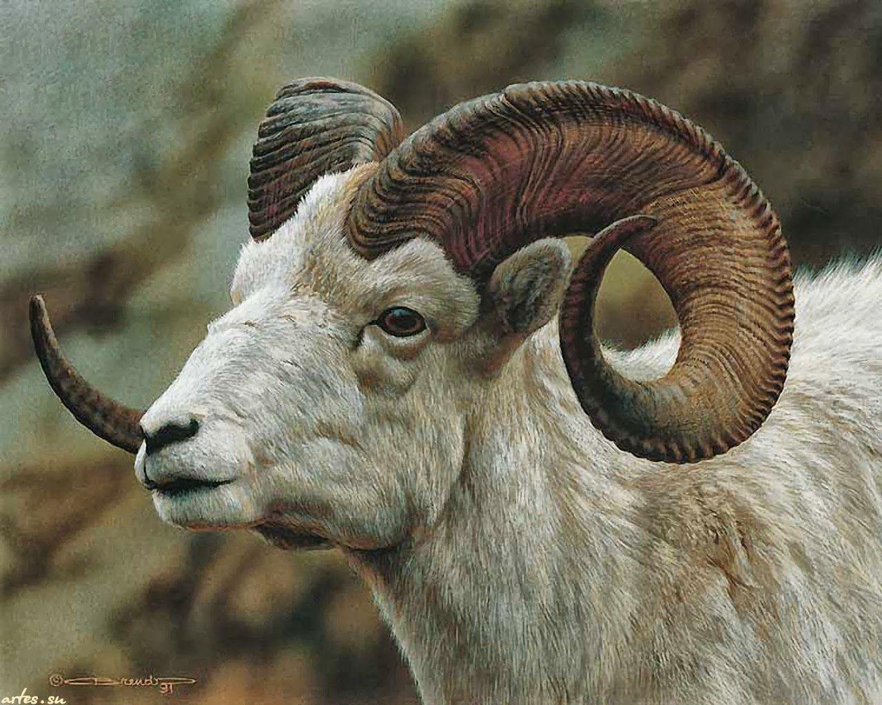 1280x1024 billy goat desktop (1280×1024). Goats, Animals, Sheep