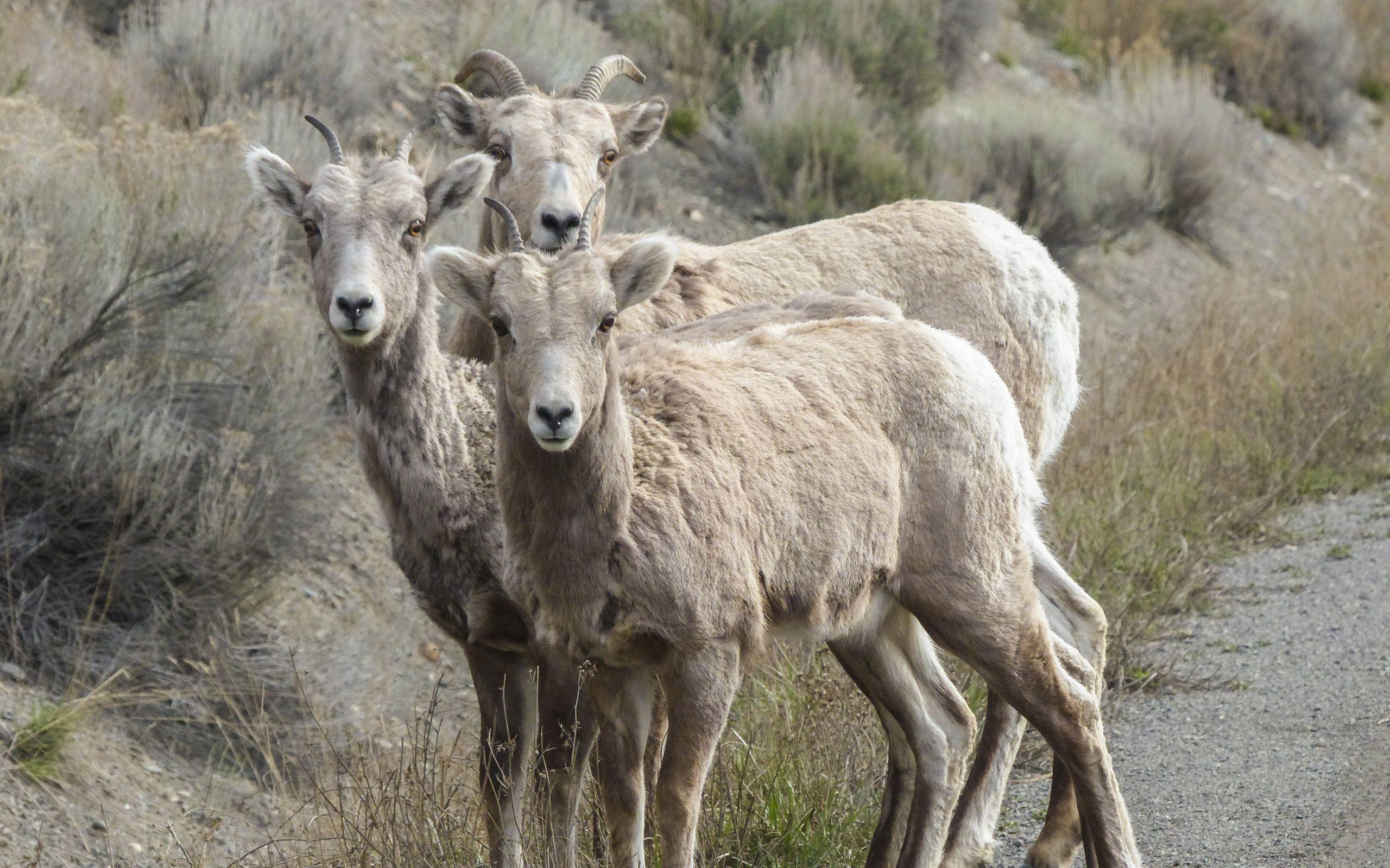 2560x1600 Wallpaper Bighorn sheep photography 2560x1920 HD Picture, Image