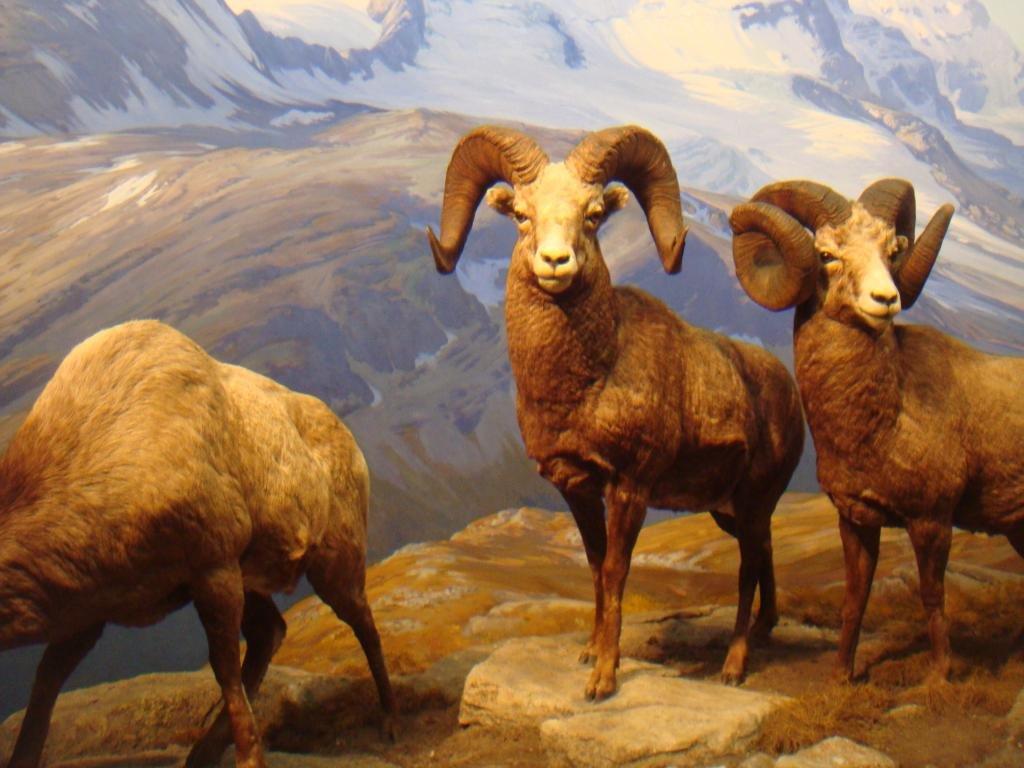 Bighorn Sheep Wallpapers - Top Free Bighorn Sheep Backgrounds ...