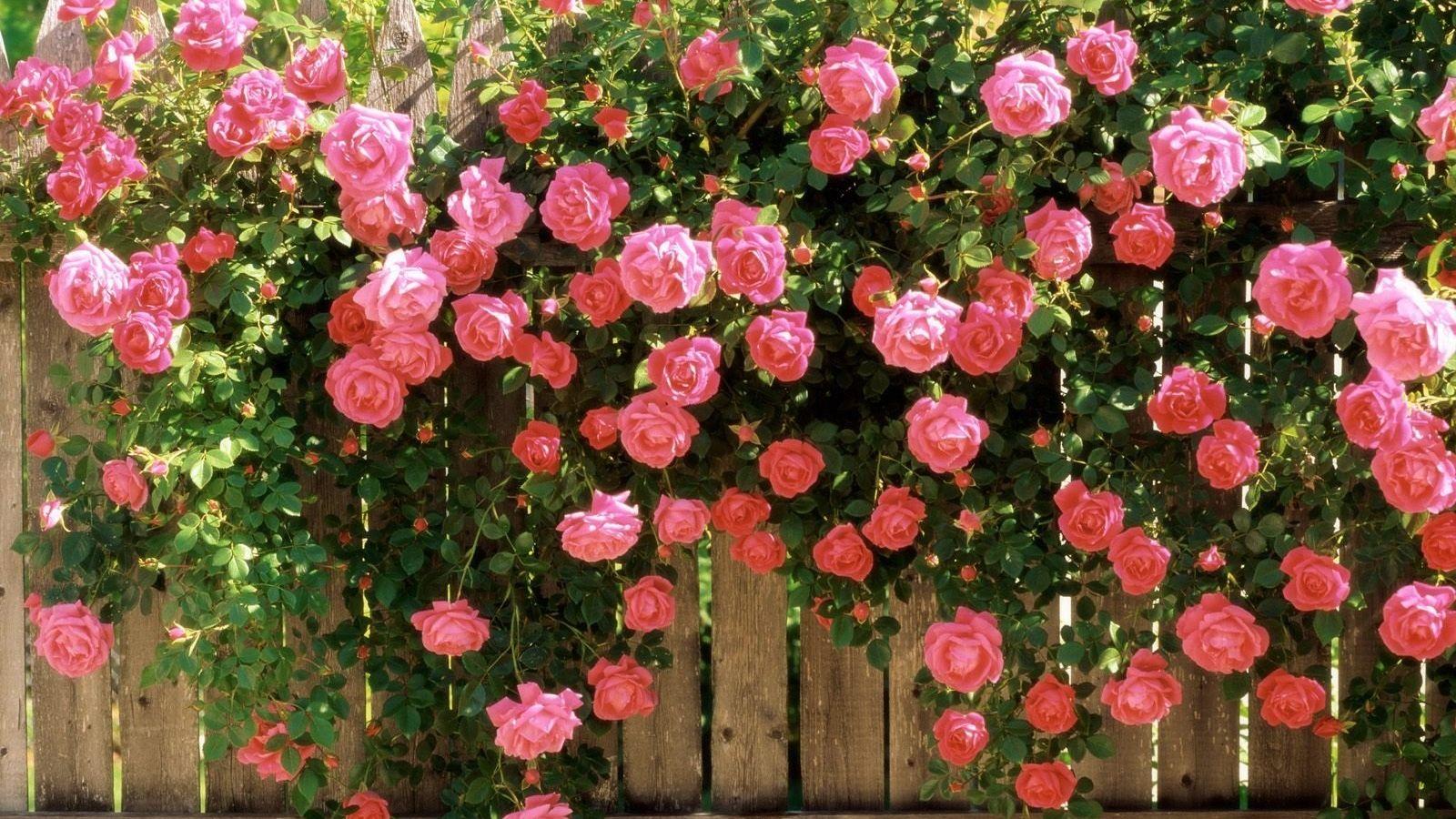 1600x900 Free download desktop roses wallpaper HD rose wallpaper 2 lots of pink rosesjpg [1600x1200] for your Desktop, Mobile & Tablet. Explore Rose Computer Wallpaper. Rose Computer Wallpaper, Free Rose